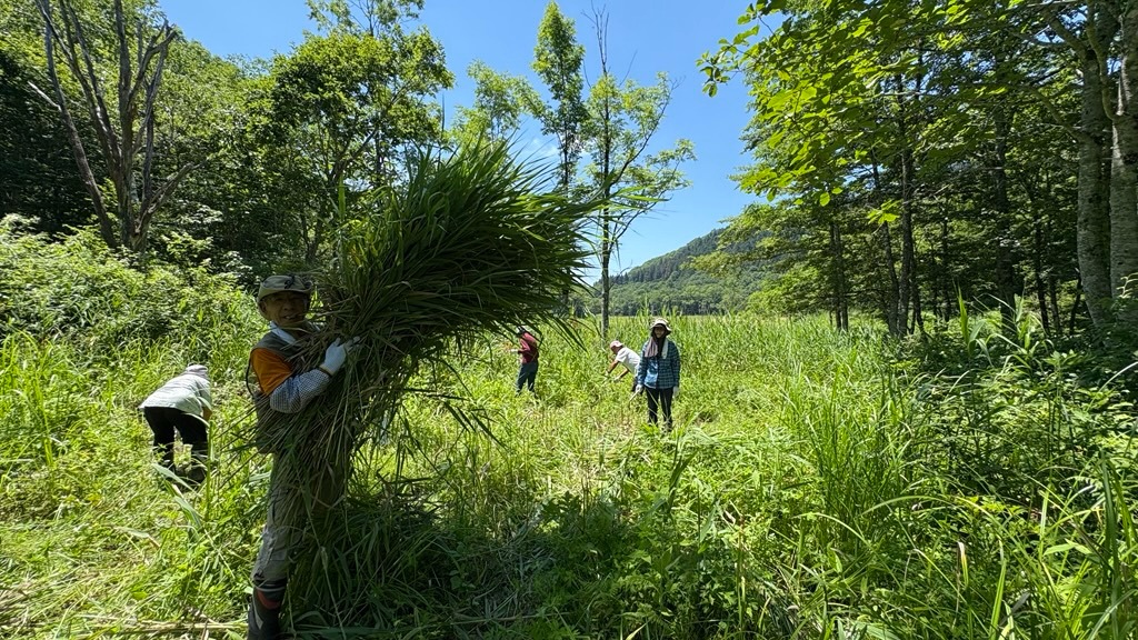 ツアー客が池ケ原湿原のヨシ刈り作業を体験