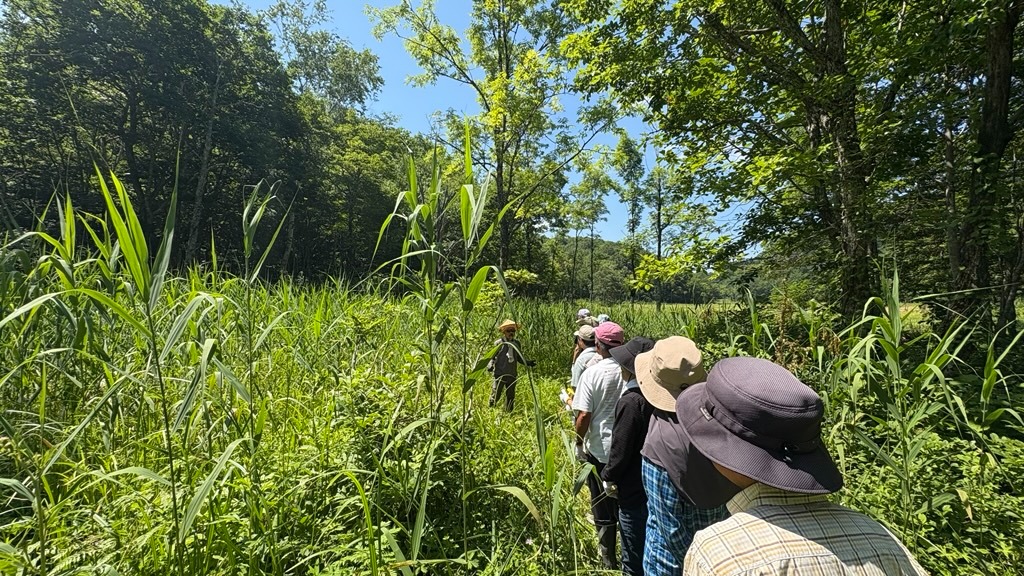 ツアー客が池ケ原湿原のヨシ刈り作業を体験