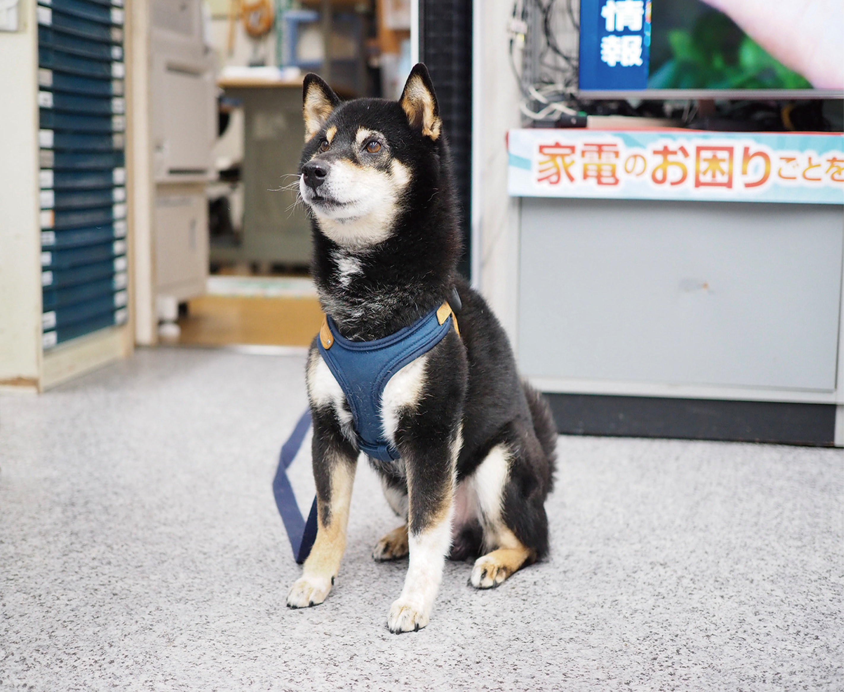 町の電気屋さんの看板犬