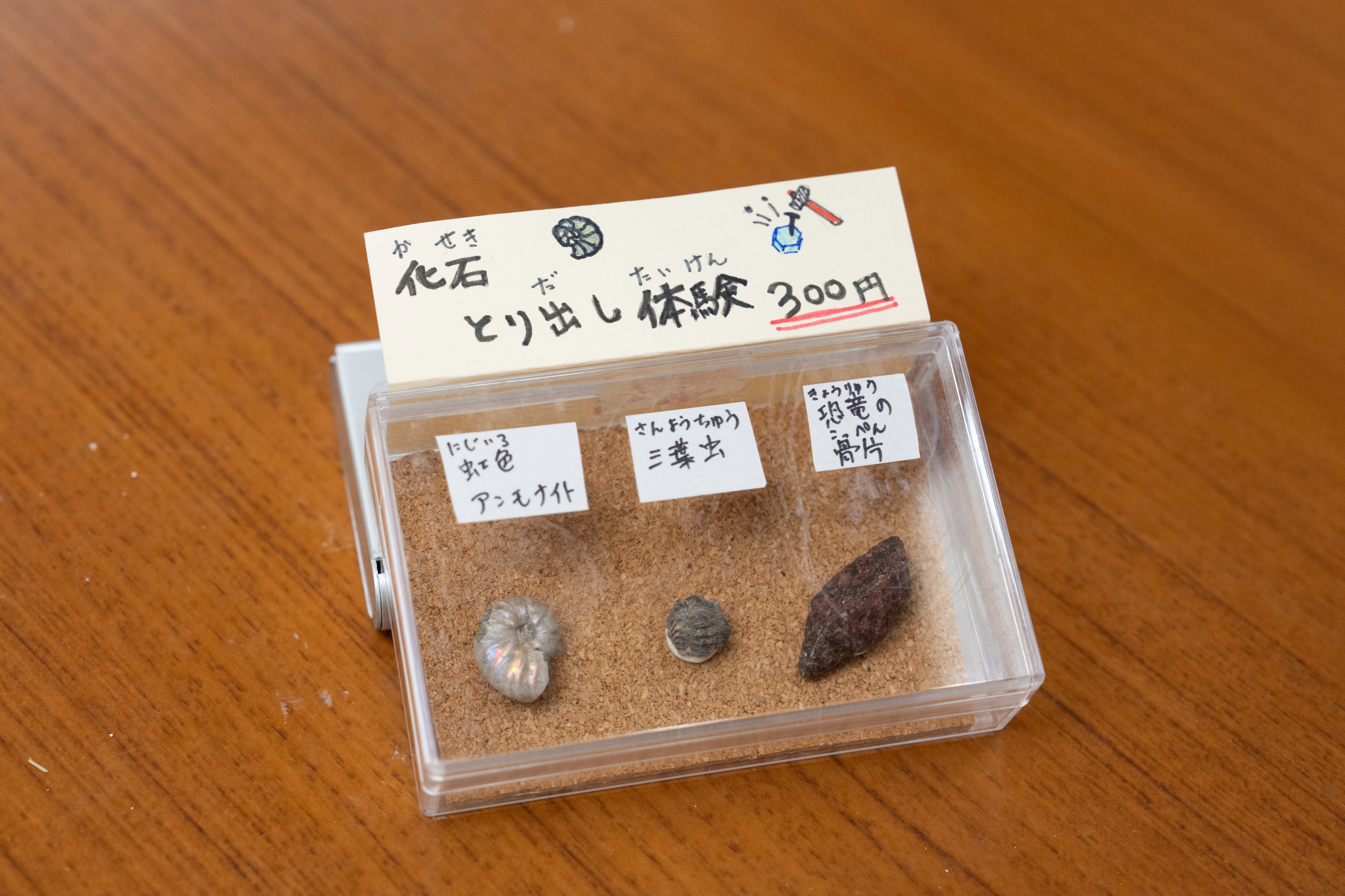 約1億2700万年前の化石発見を記念して「神岡化石フォーラム2025」を開催