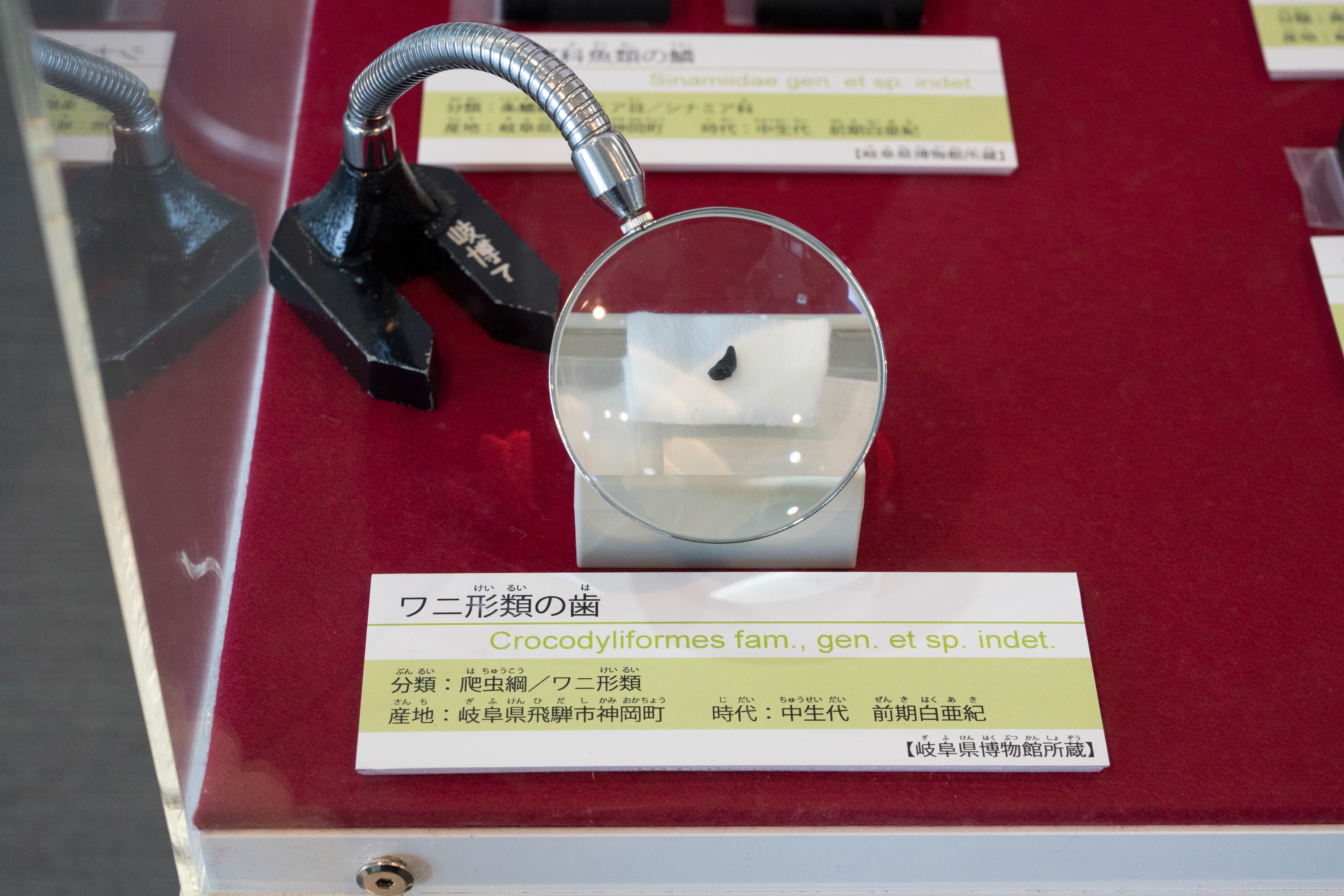 約1億2700万年前の化石発見を記念して「神岡化石フォーラム2025」を開催