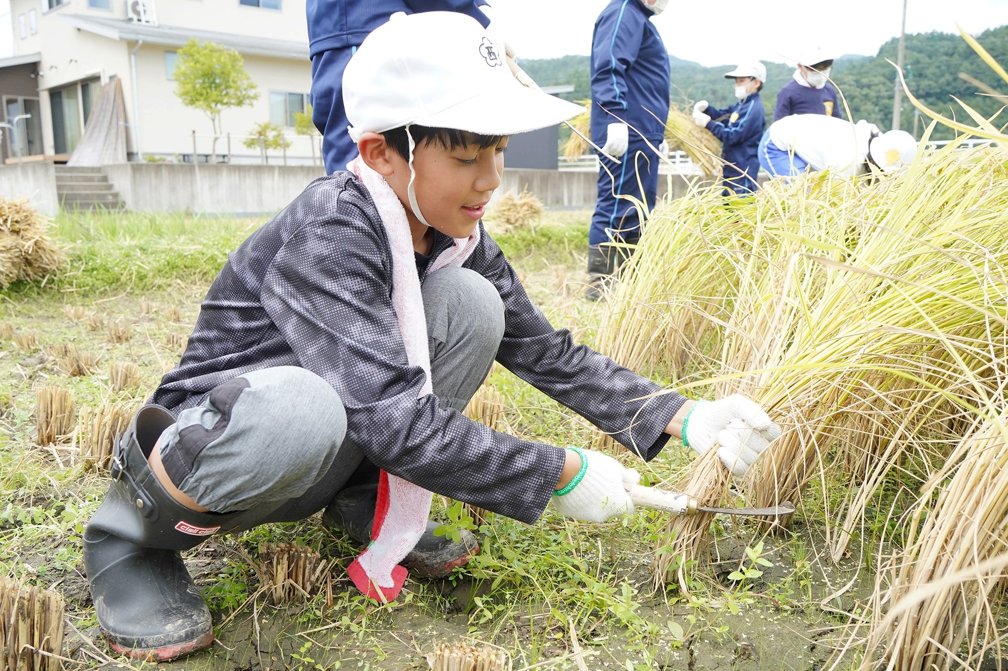 古川西小5年生が稲刈り体験をしました