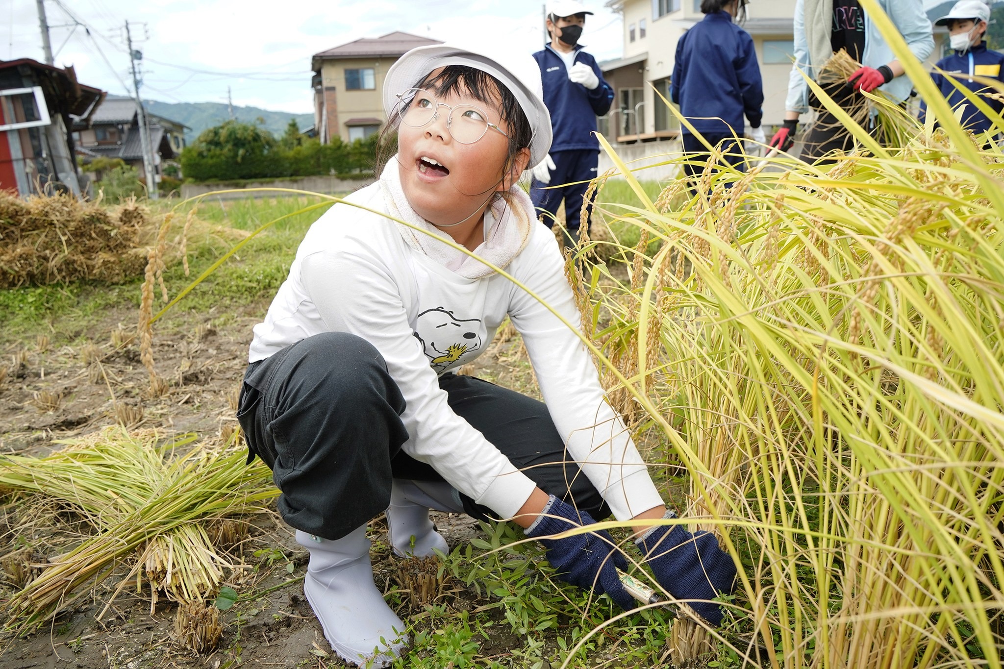 古川西小5年生が稲刈り体験をしました