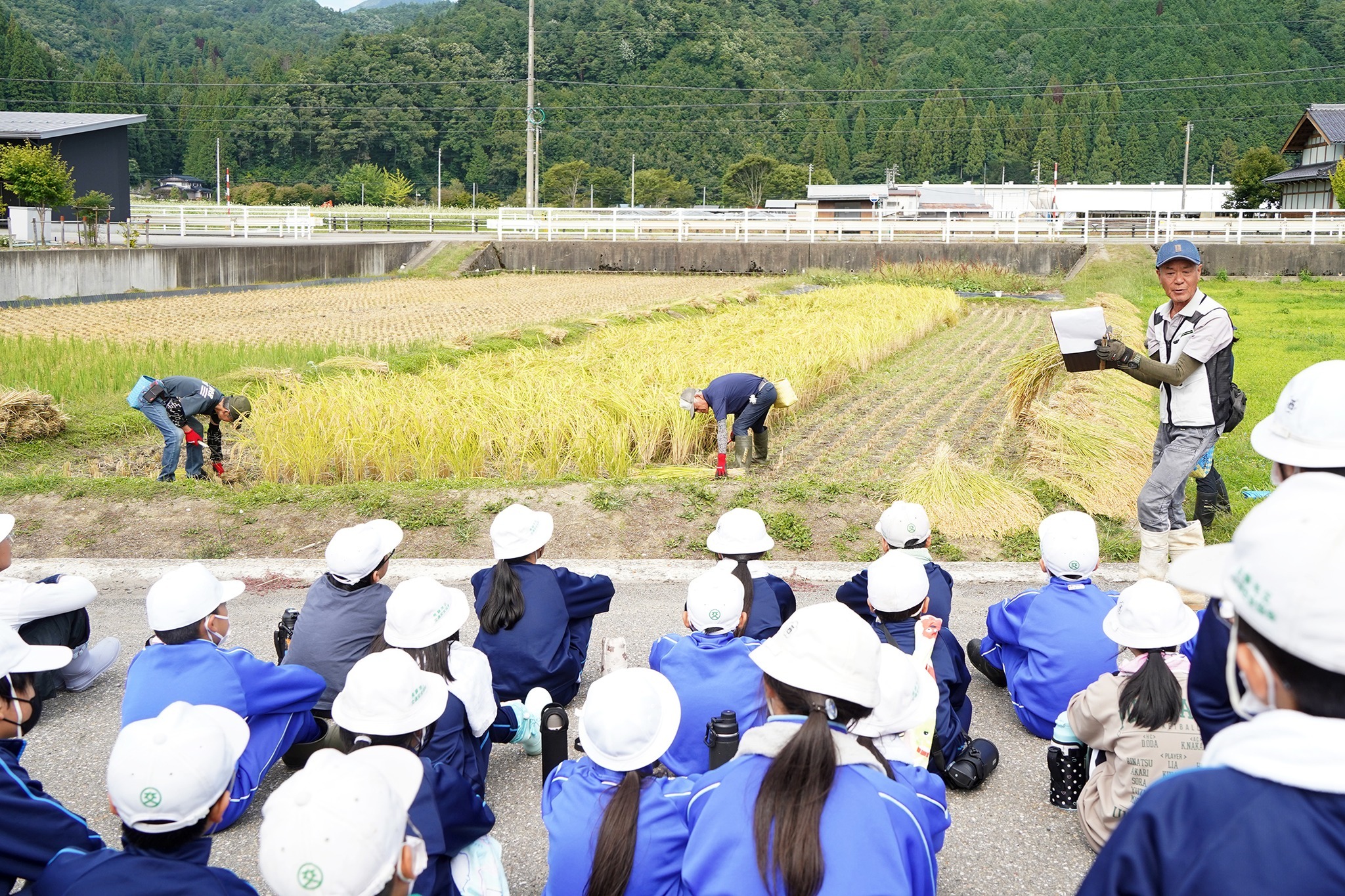 古川西小5年生が稲刈り体験をしました