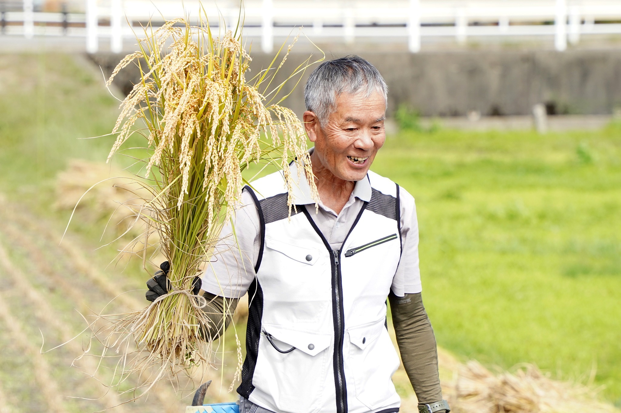 古川西小5年生が稲刈り体験をしました