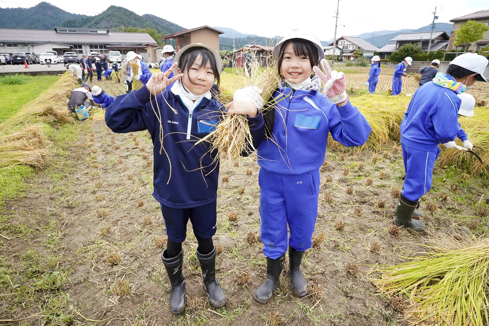 古川西小5年生が稲刈り体験をしました