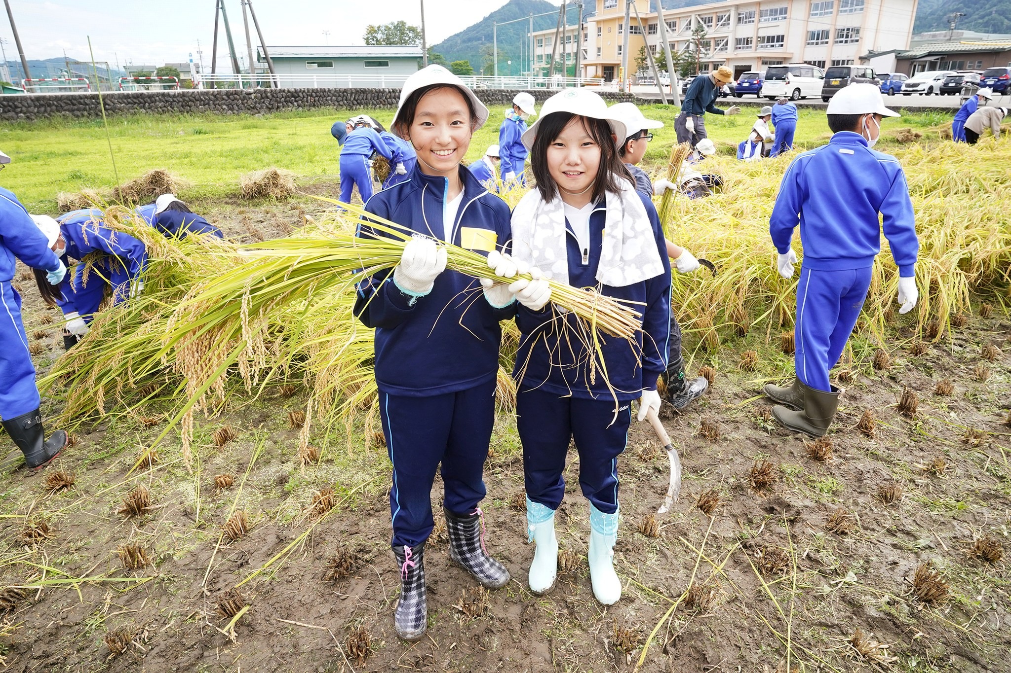 古川西小5年生が稲刈り体験をしました