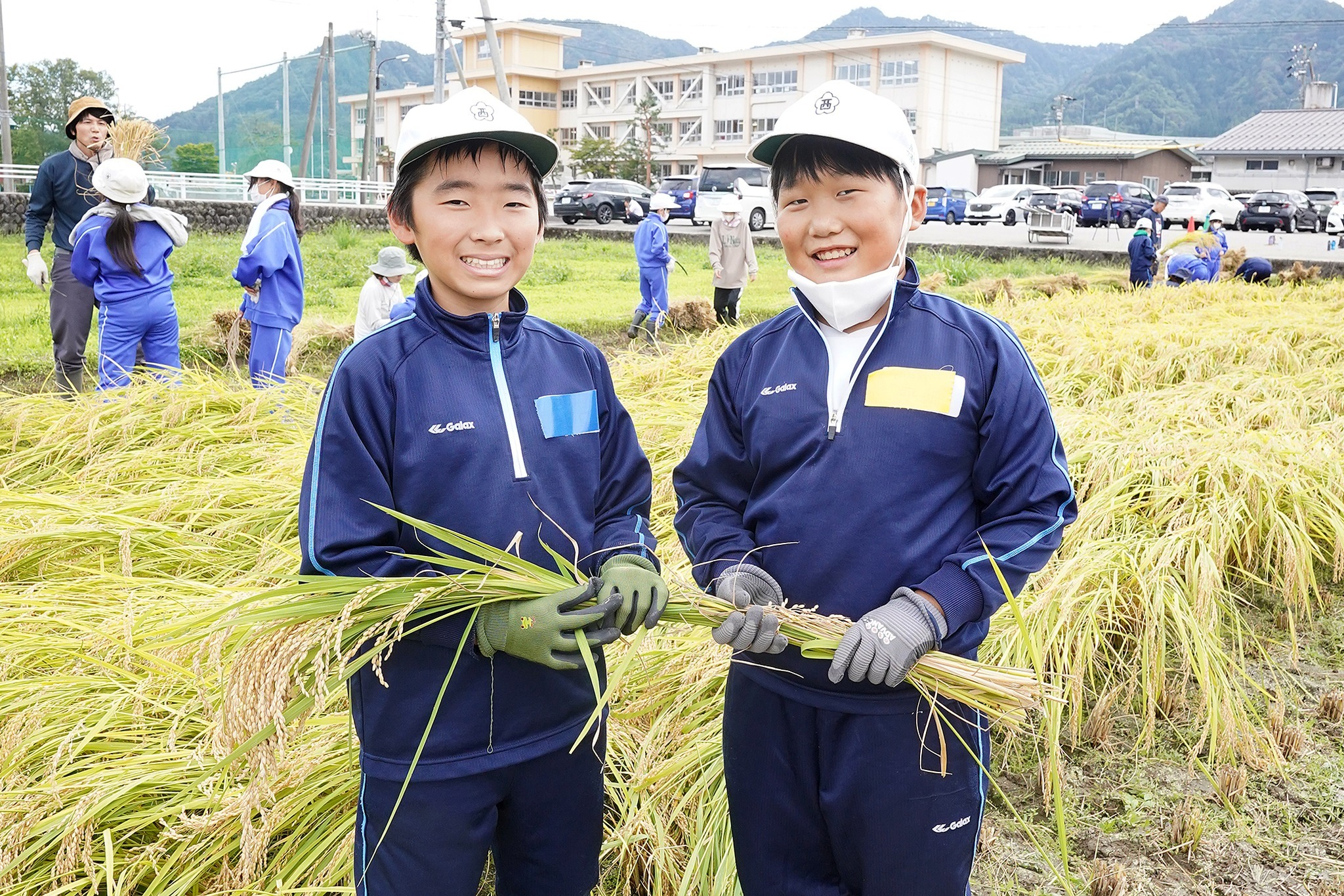 古川西小5年生が稲刈り体験をしました