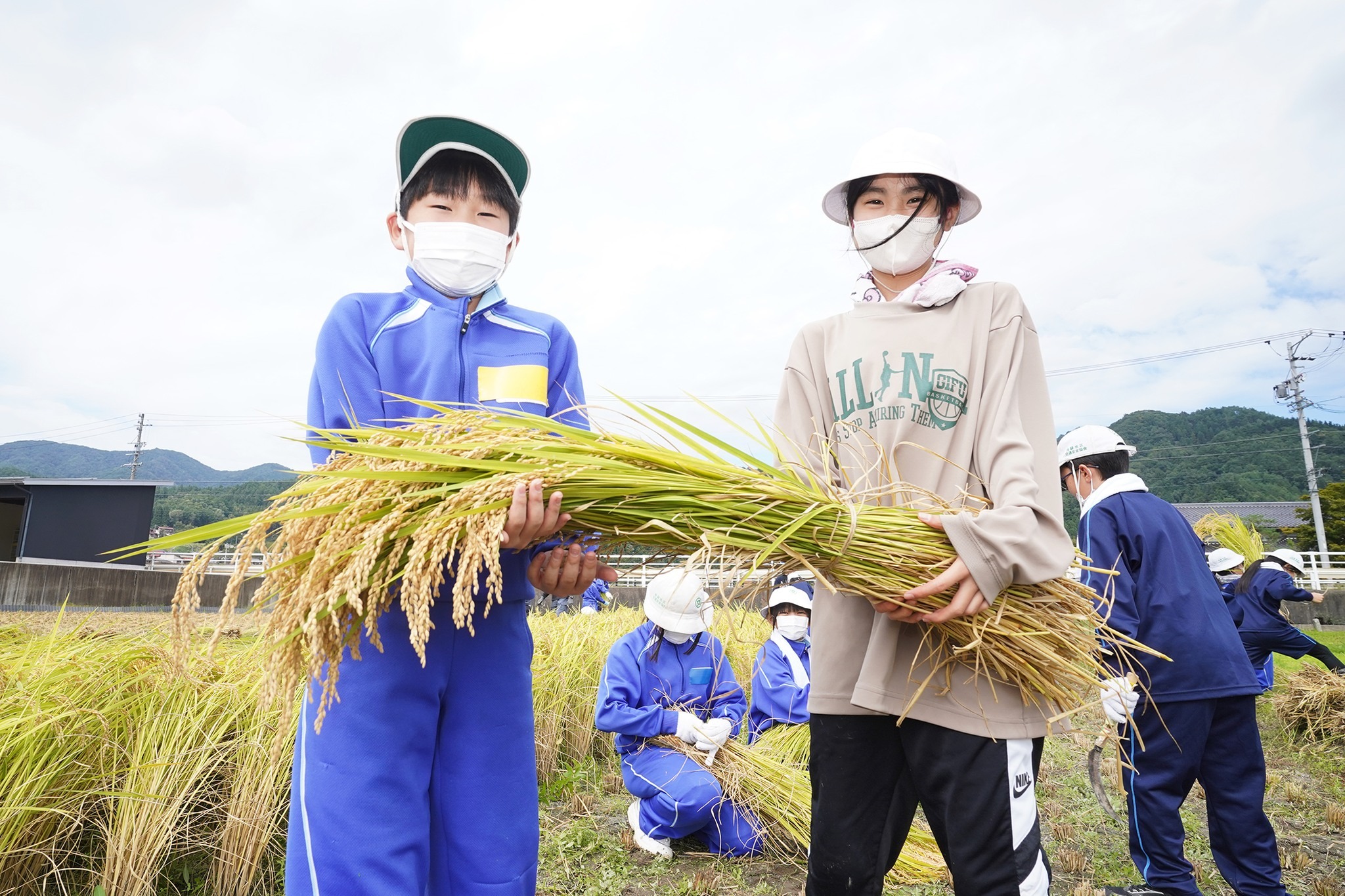 古川西小5年生が稲刈り体験をしました