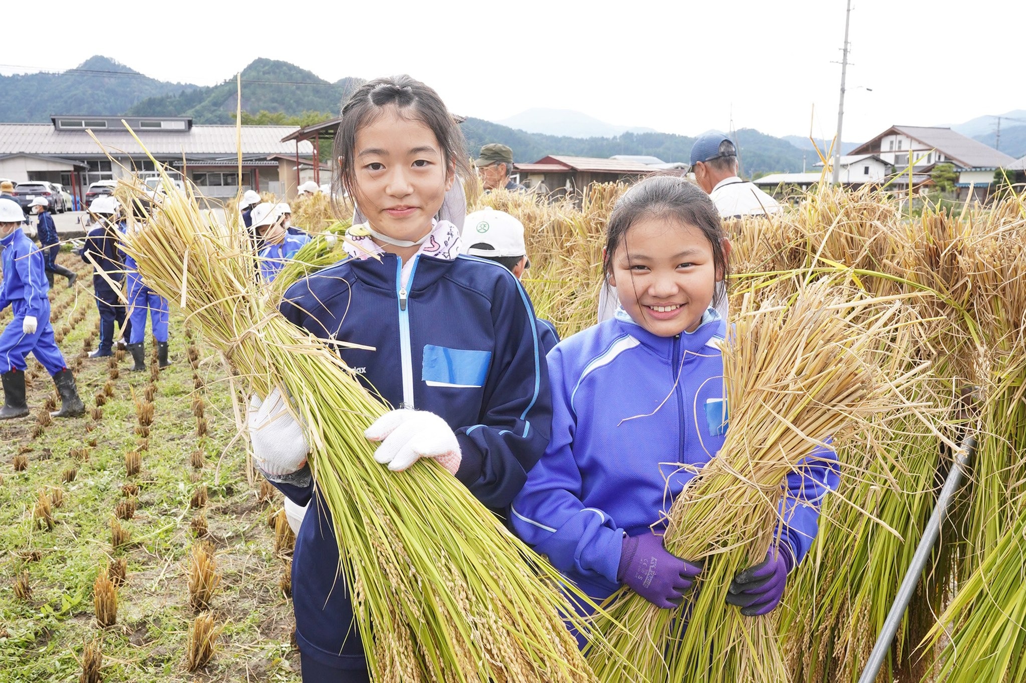 古川西小5年生が稲刈り体験をしました