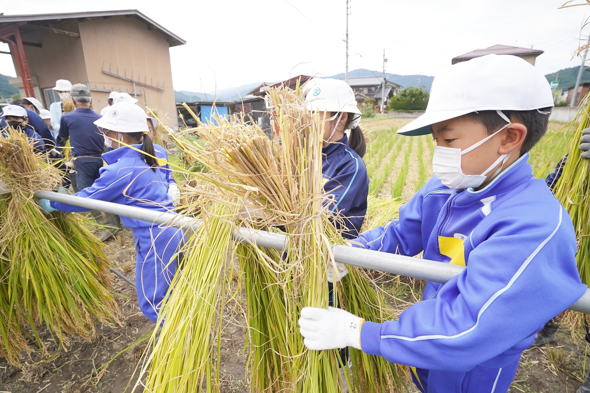 古川西小5年生が稲刈り体験をしました