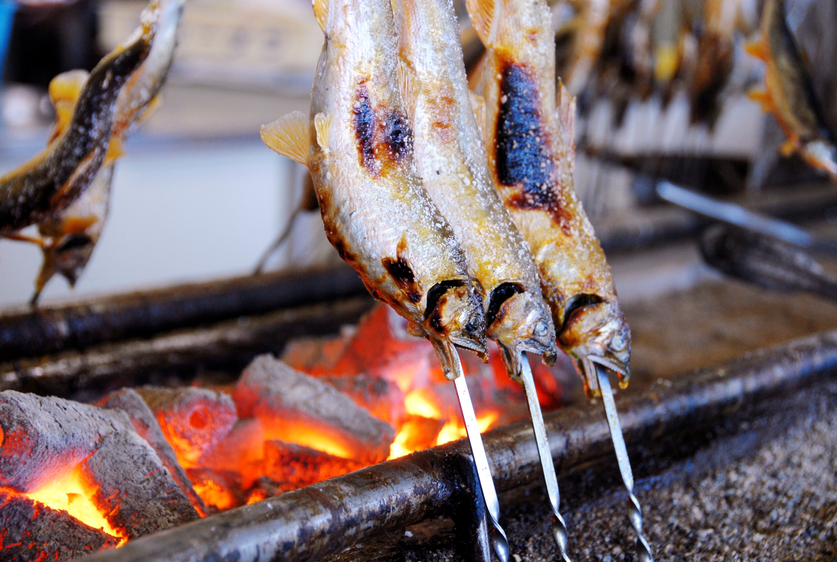 利き鮎会で高原川の鮎が日本一に！10月11日から3日間鮎販売イベント