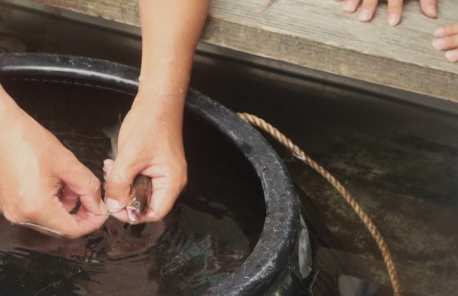 児童らが地域の特産アユの友釣りについて学びました