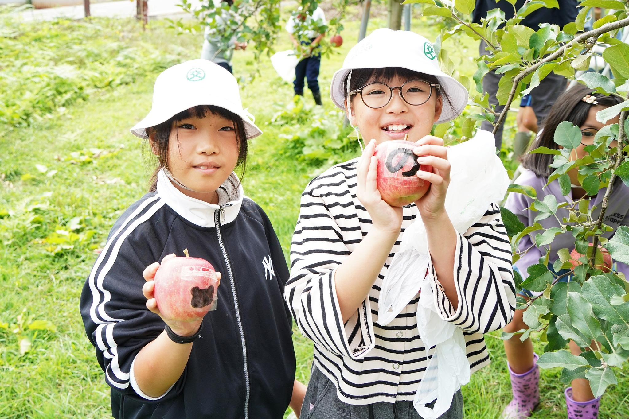古川西小学校の3年生児童がリンゴの収穫体験