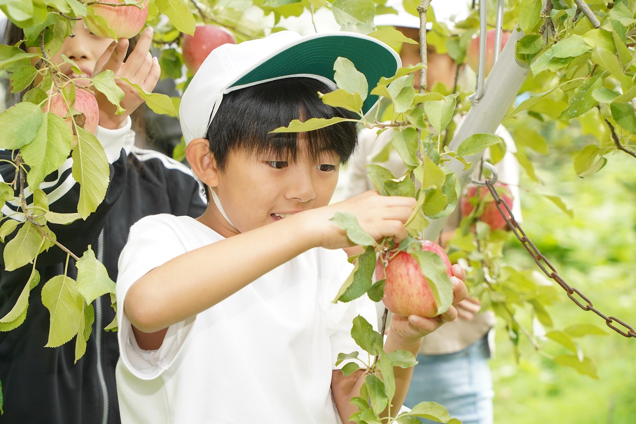 古川西小学校の3年生児童がリンゴの収穫体験