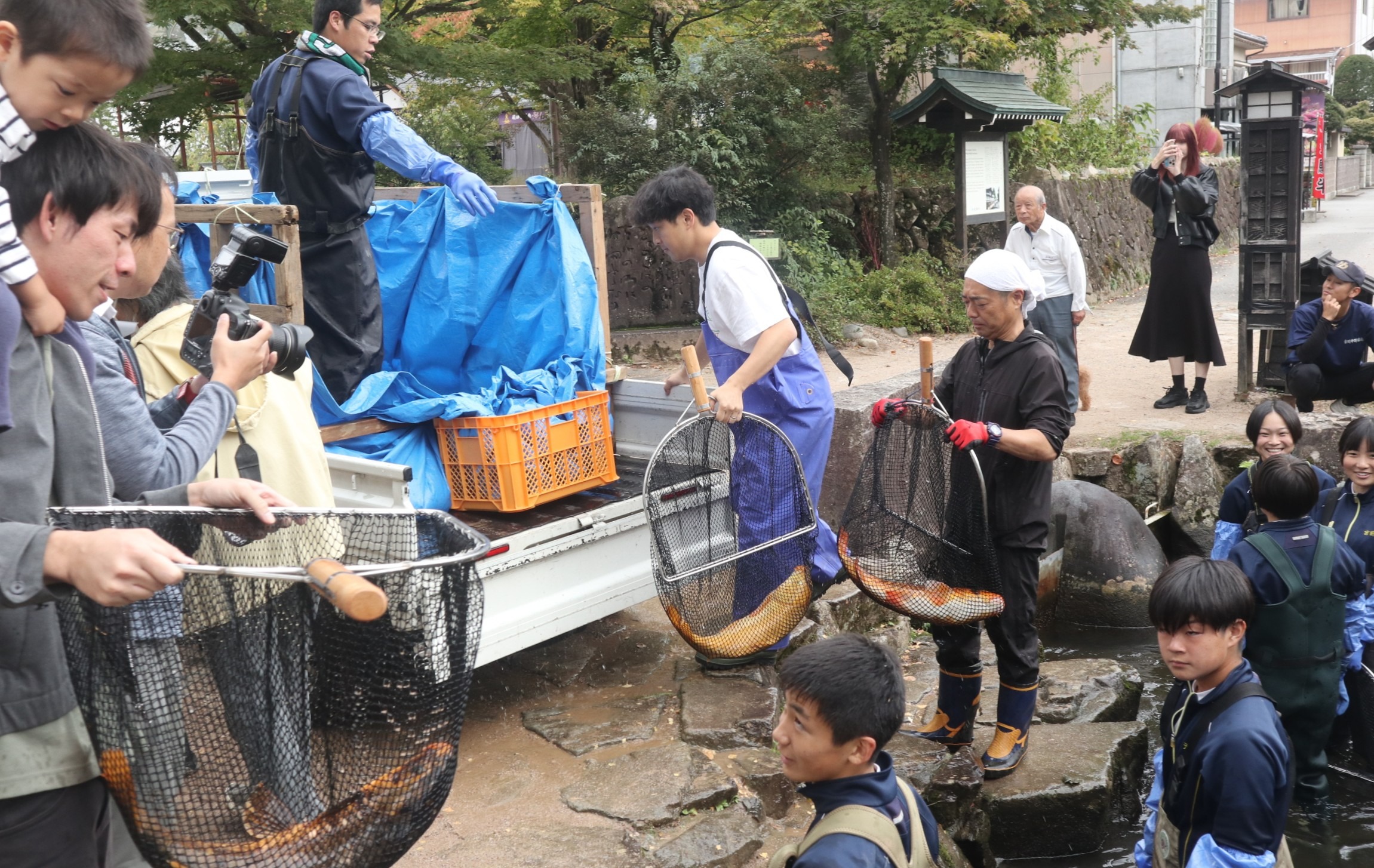 ボランティアの皆さんが鯉の引っ越し作業に汗を流しました