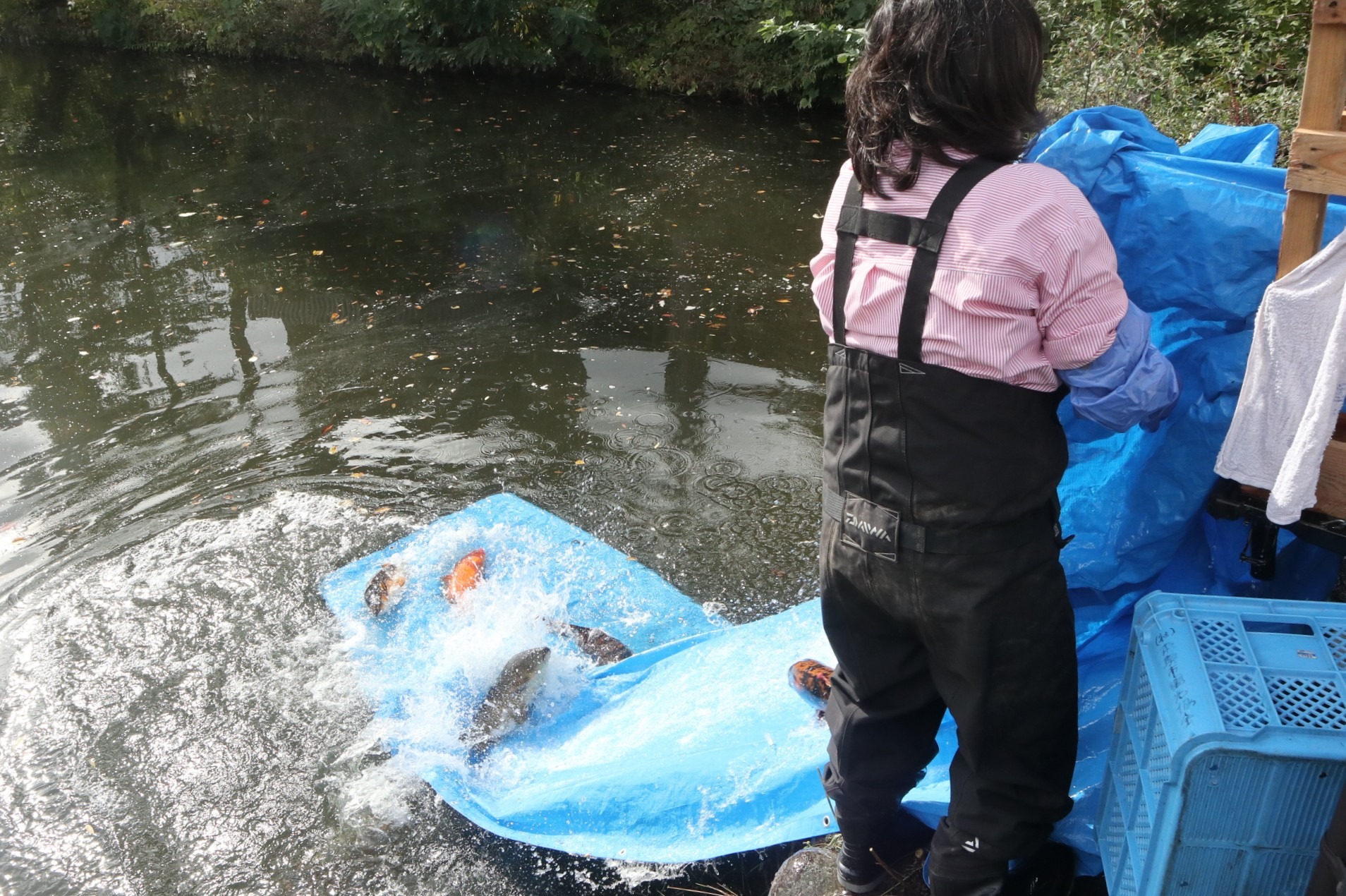 ボランティアの皆さんが鯉の引っ越し作業に汗を流しました