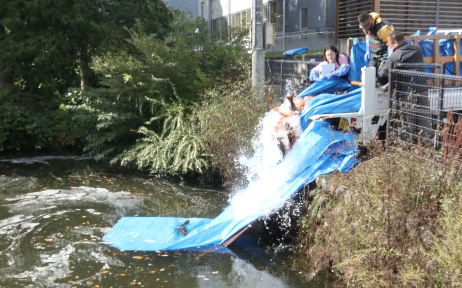 ボランティアの皆さんが鯉の引っ越し作業に汗を流しました