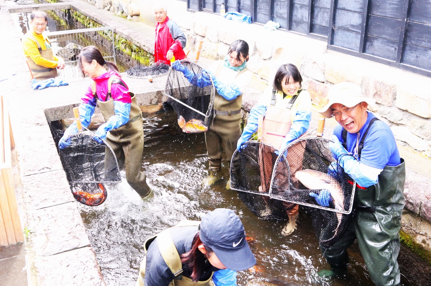 ボランティアの皆さんが鯉の引っ越し作業に汗を流しました