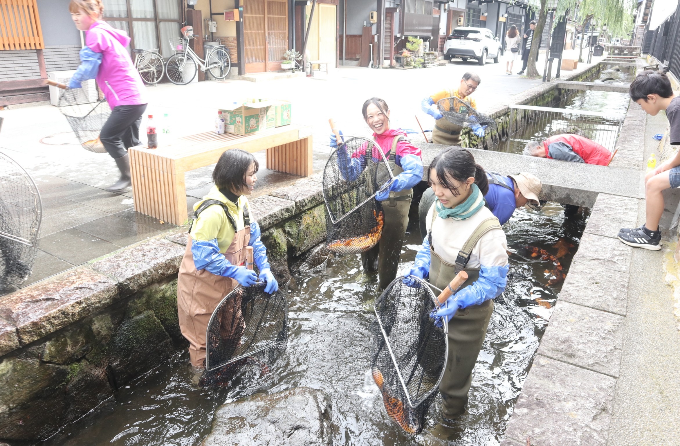 ボランティアの皆さんが鯉の引っ越し作業に汗を流しました