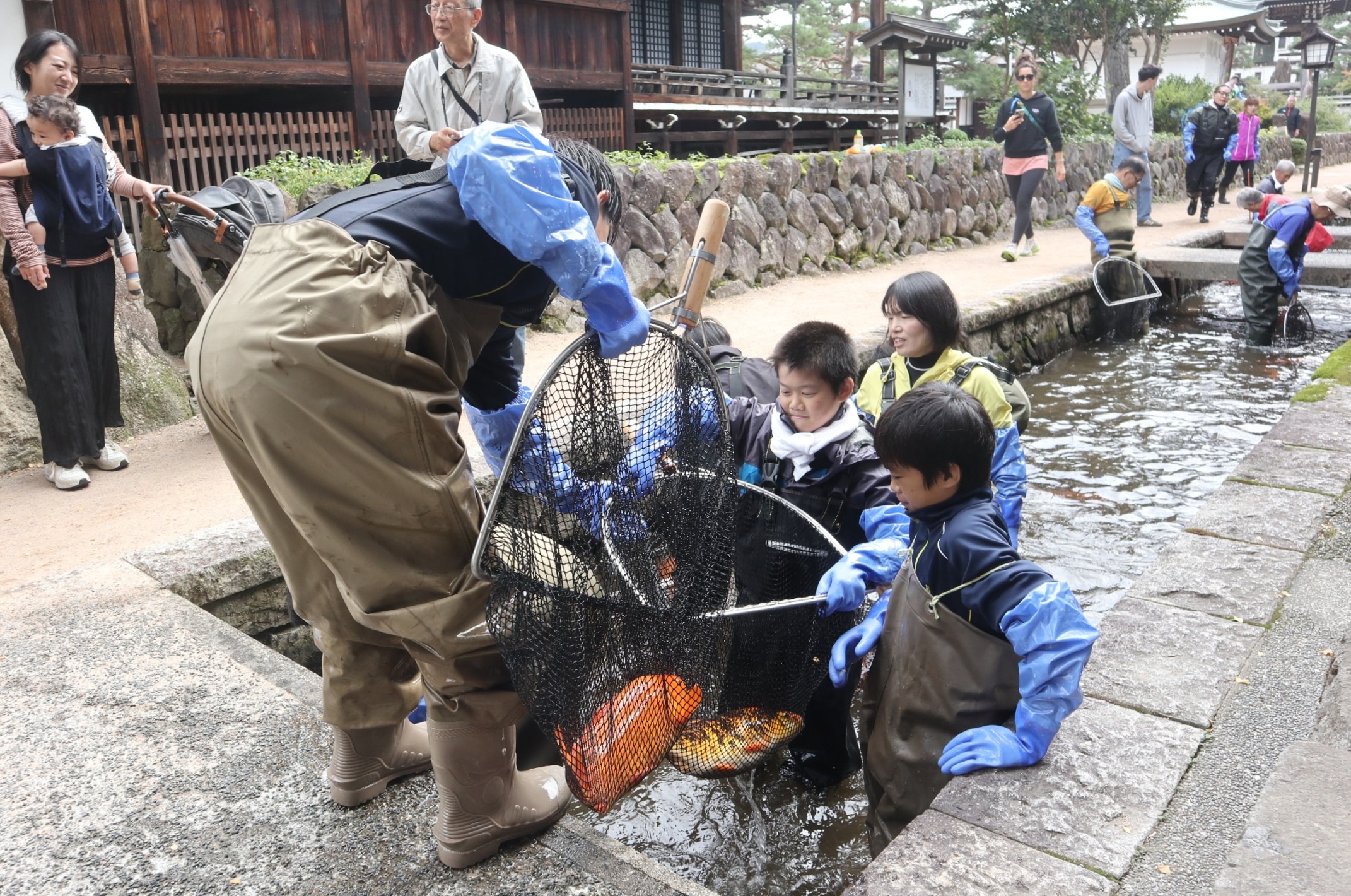 ボランティアの皆さんが鯉の引っ越し作業に汗を流しました