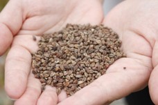 山之村韃靼そば