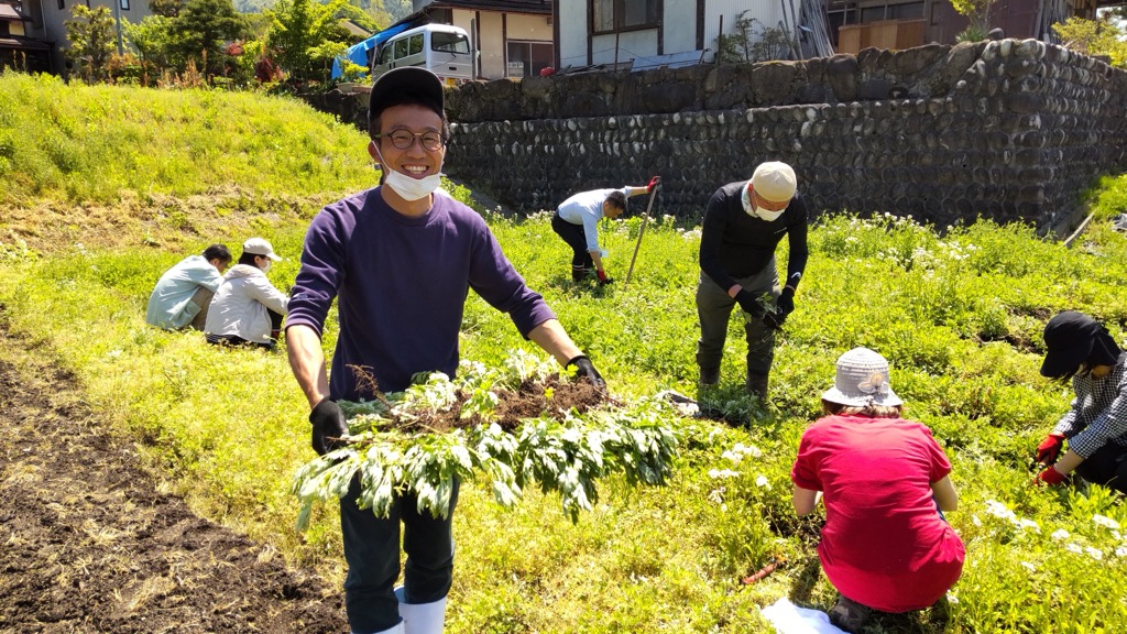 ヨモギの移植作業