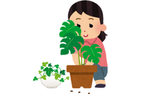 寄せ植えで楽しむ山野草