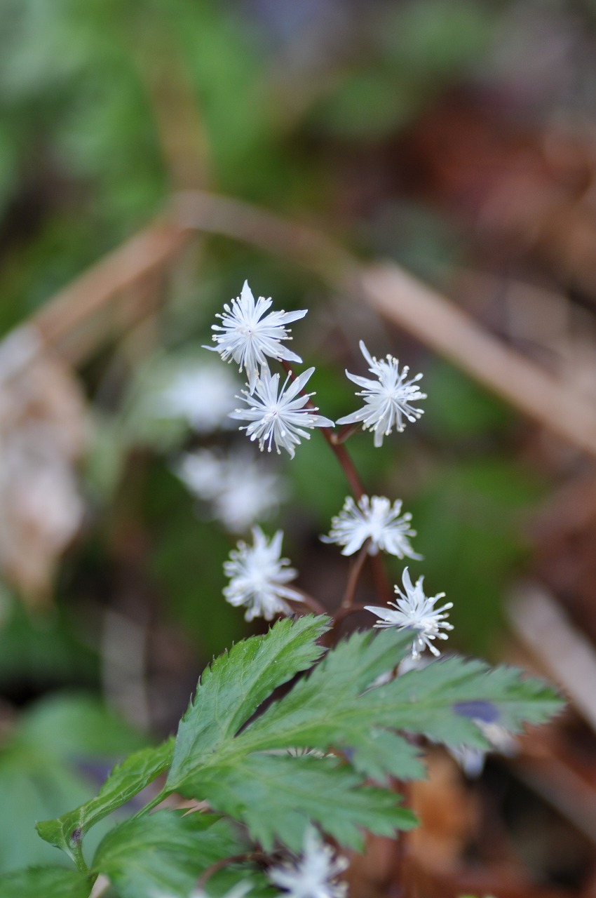 セリバオウレン