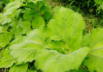 メナモミの写真