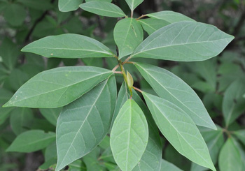 クロモジの写真