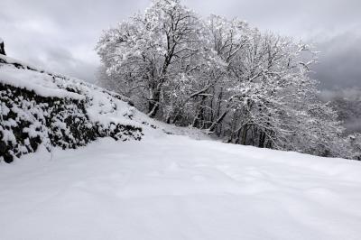 2024 　井出創太郎　『piacer d’amor bush＜馬の頭を持つ砂場＞』