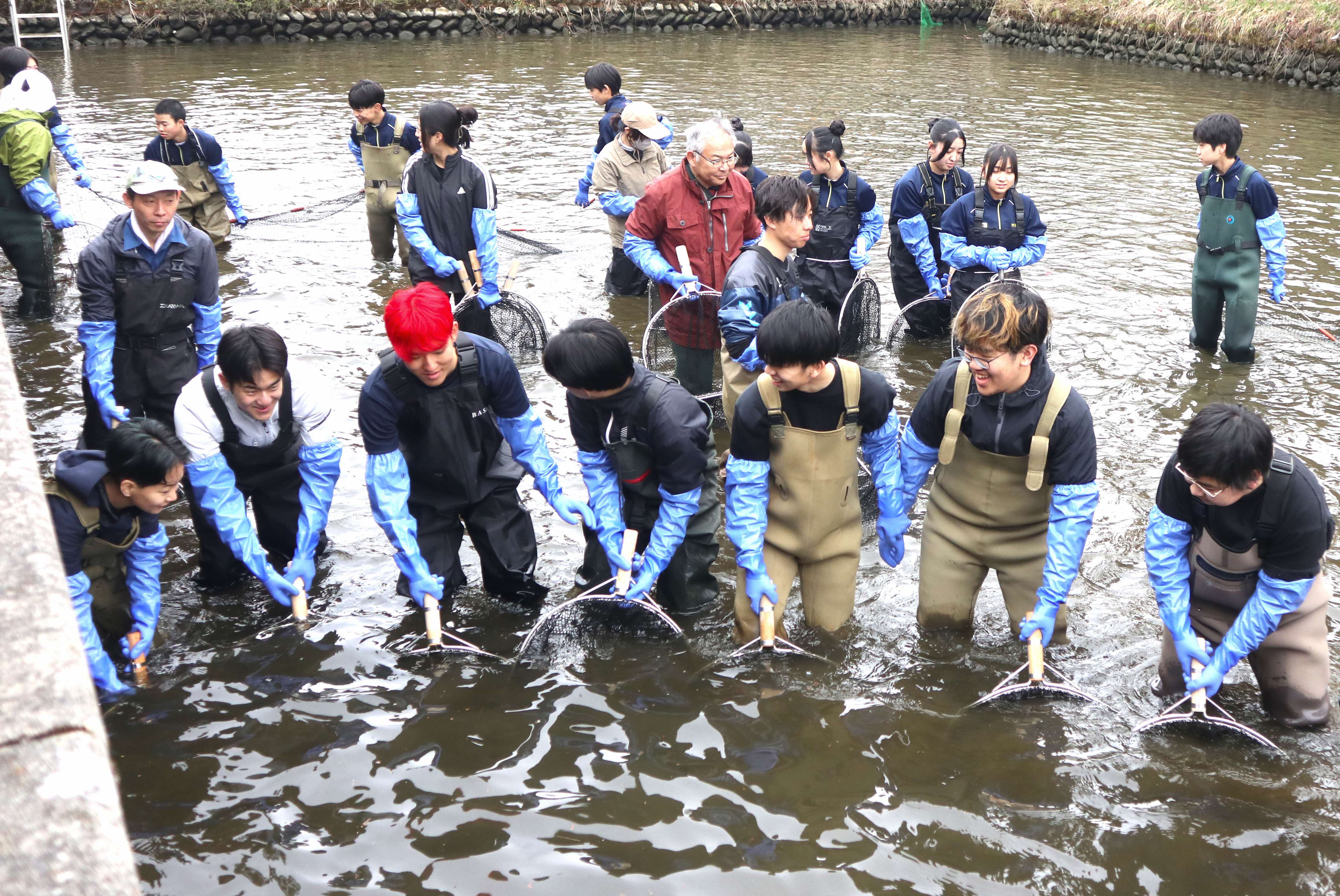 春の風物詩「瀬戸川の鯉の引っ越し」が行われました