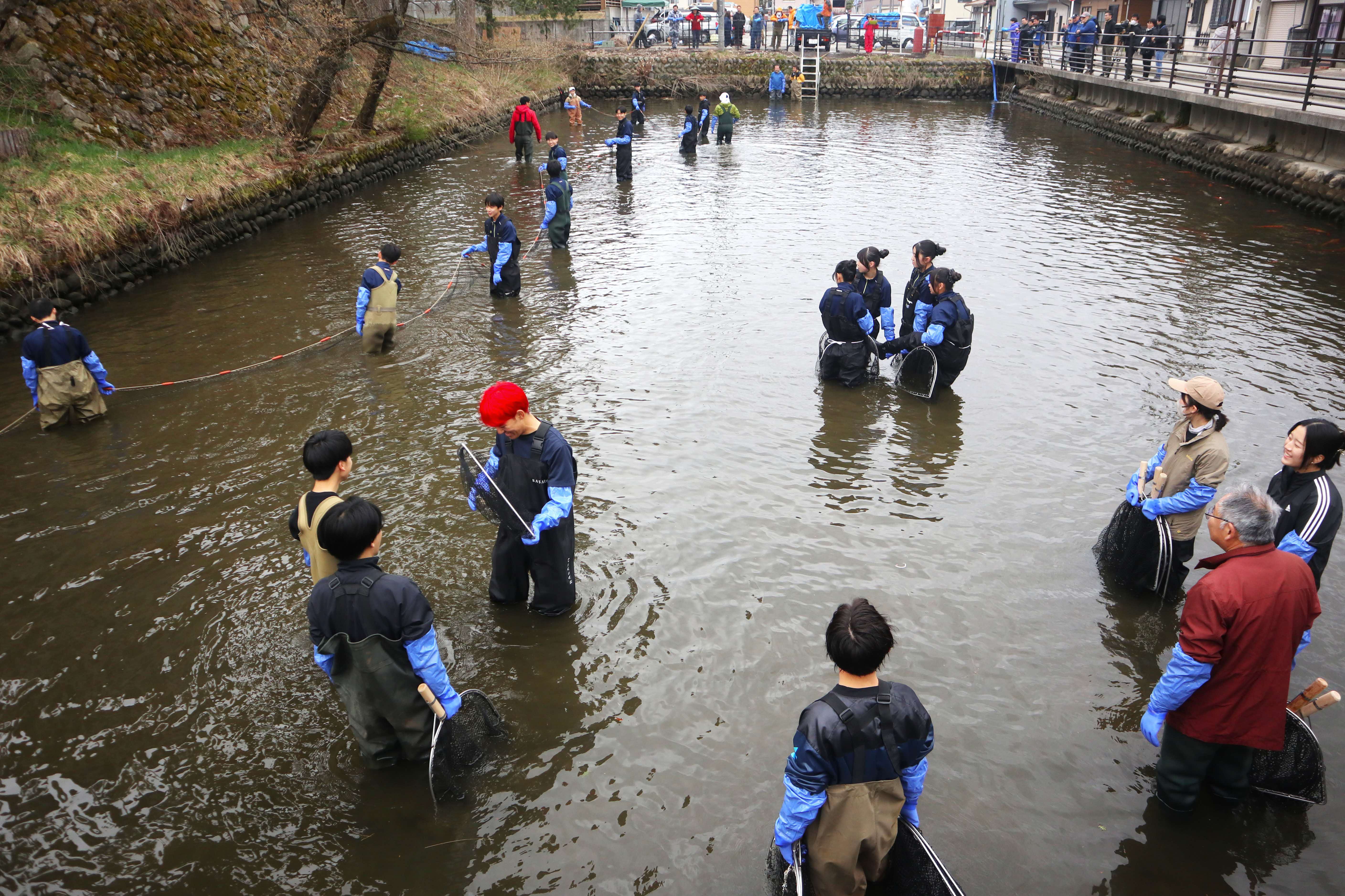 春の風物詩「瀬戸川の鯉の引っ越し」が行われました
