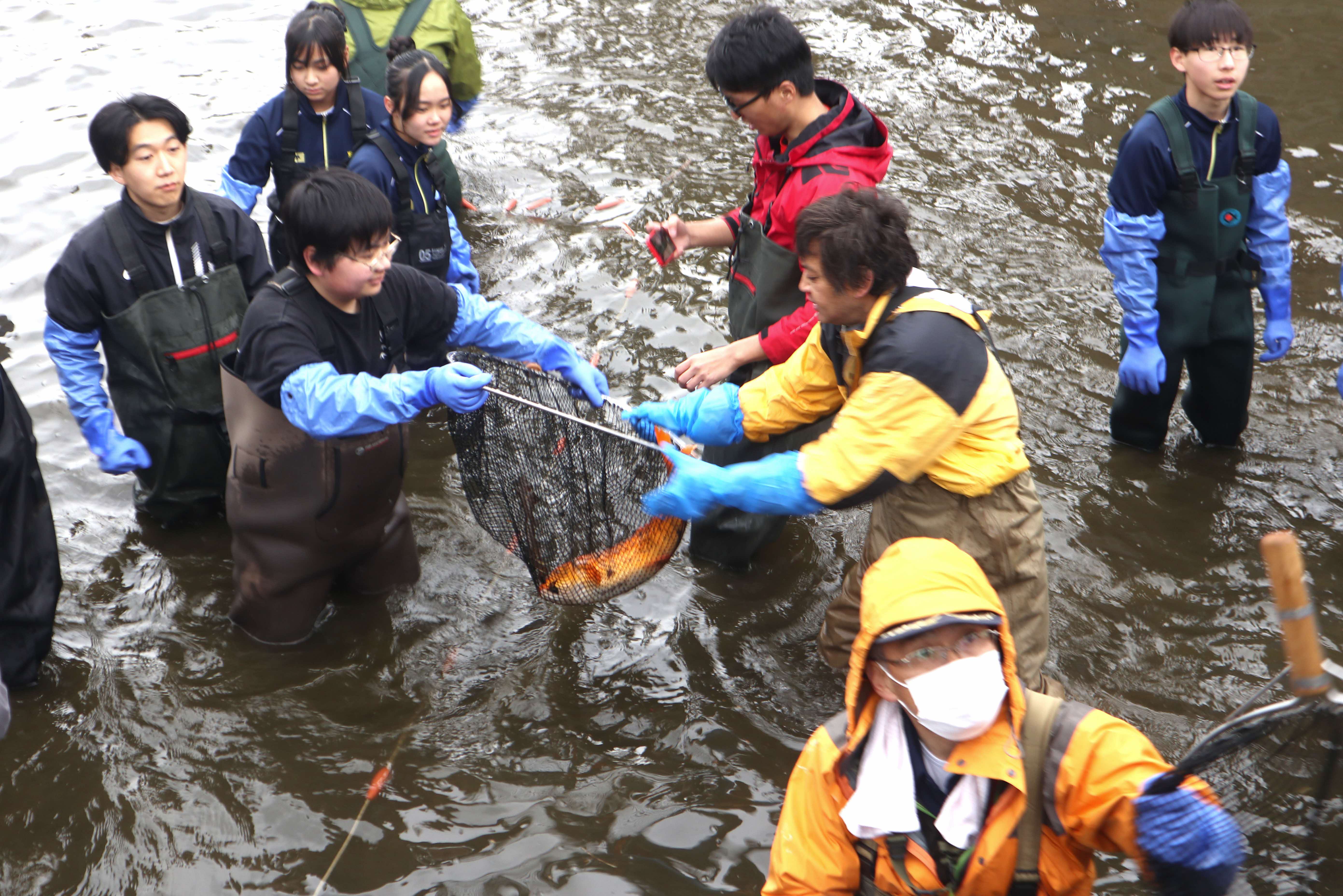 春の風物詩「瀬戸川の鯉の引っ越し」が行われました