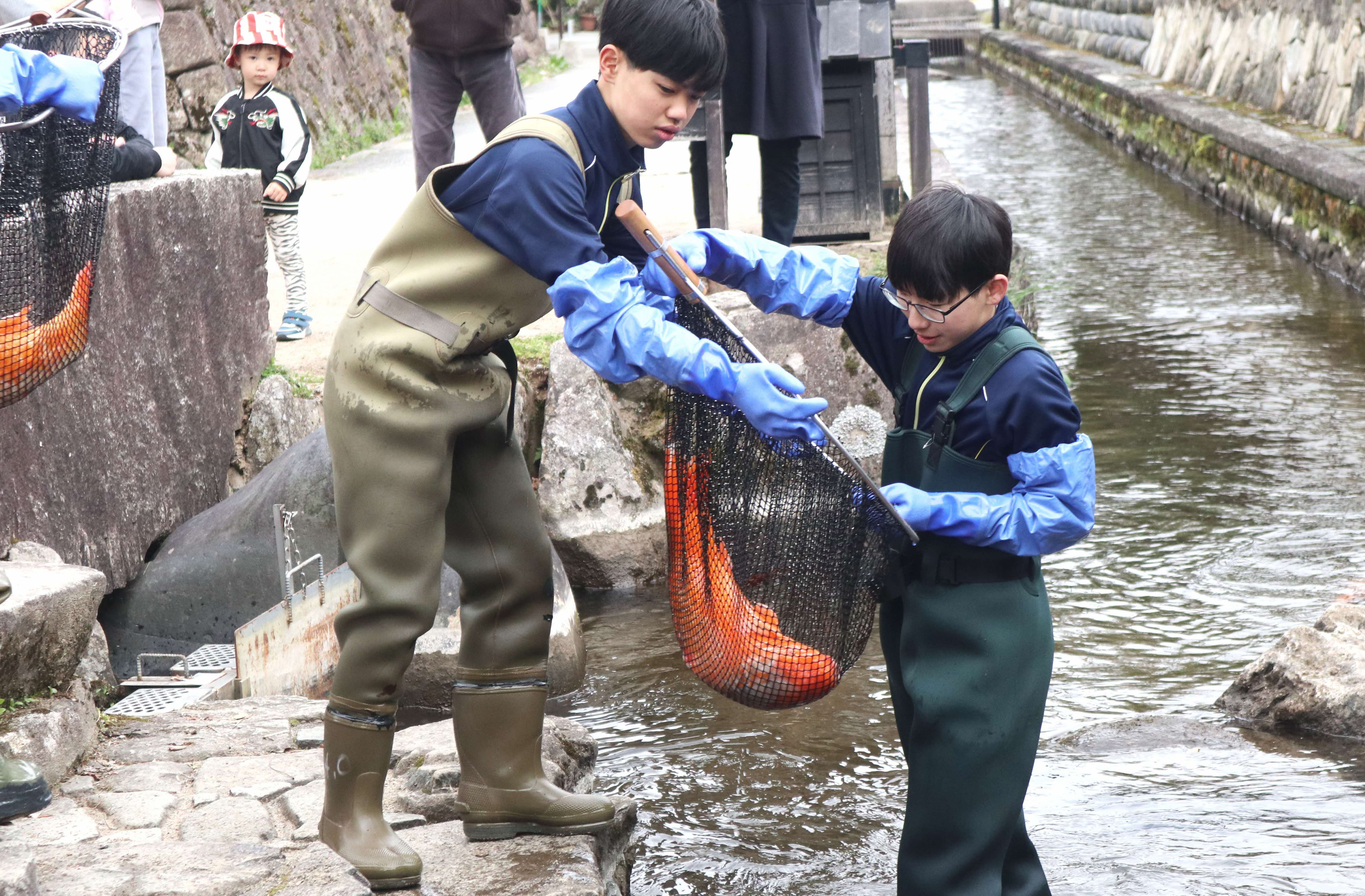 春の風物詩「瀬戸川の鯉の引っ越し」が行われました