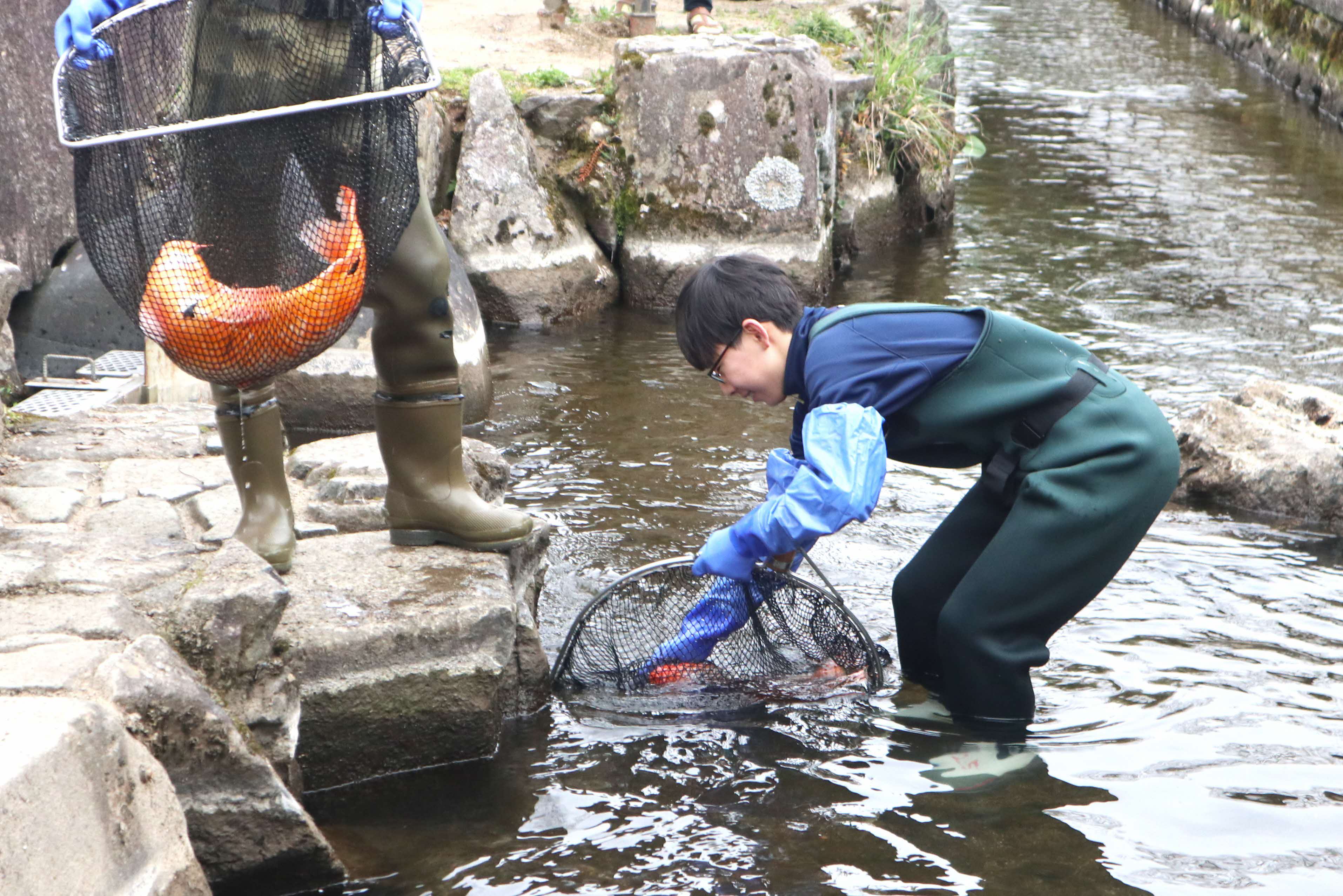 春の風物詩「瀬戸川の鯉の引っ越し」が行われました