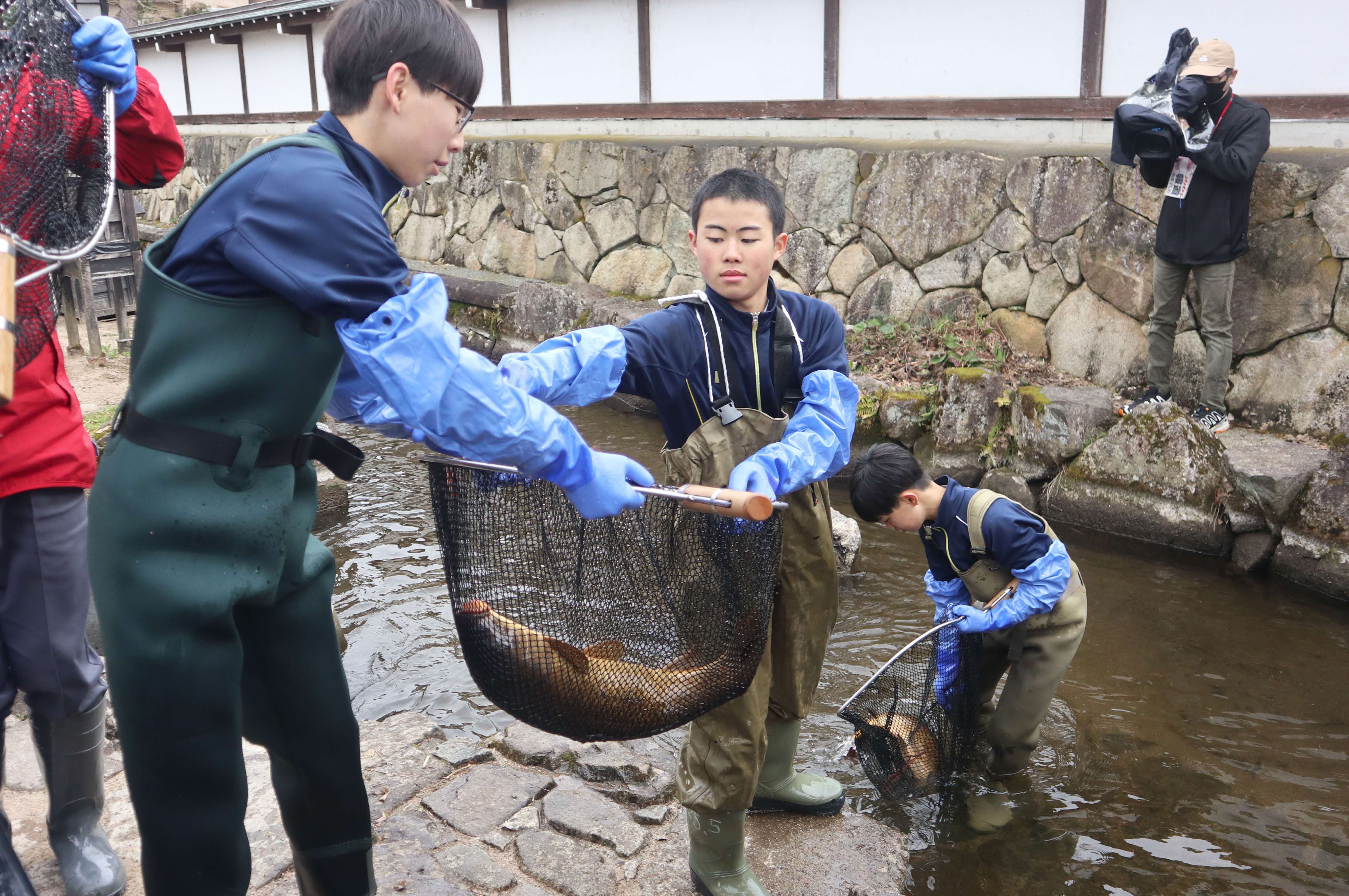 春の風物詩「瀬戸川の鯉の引っ越し」が行われました