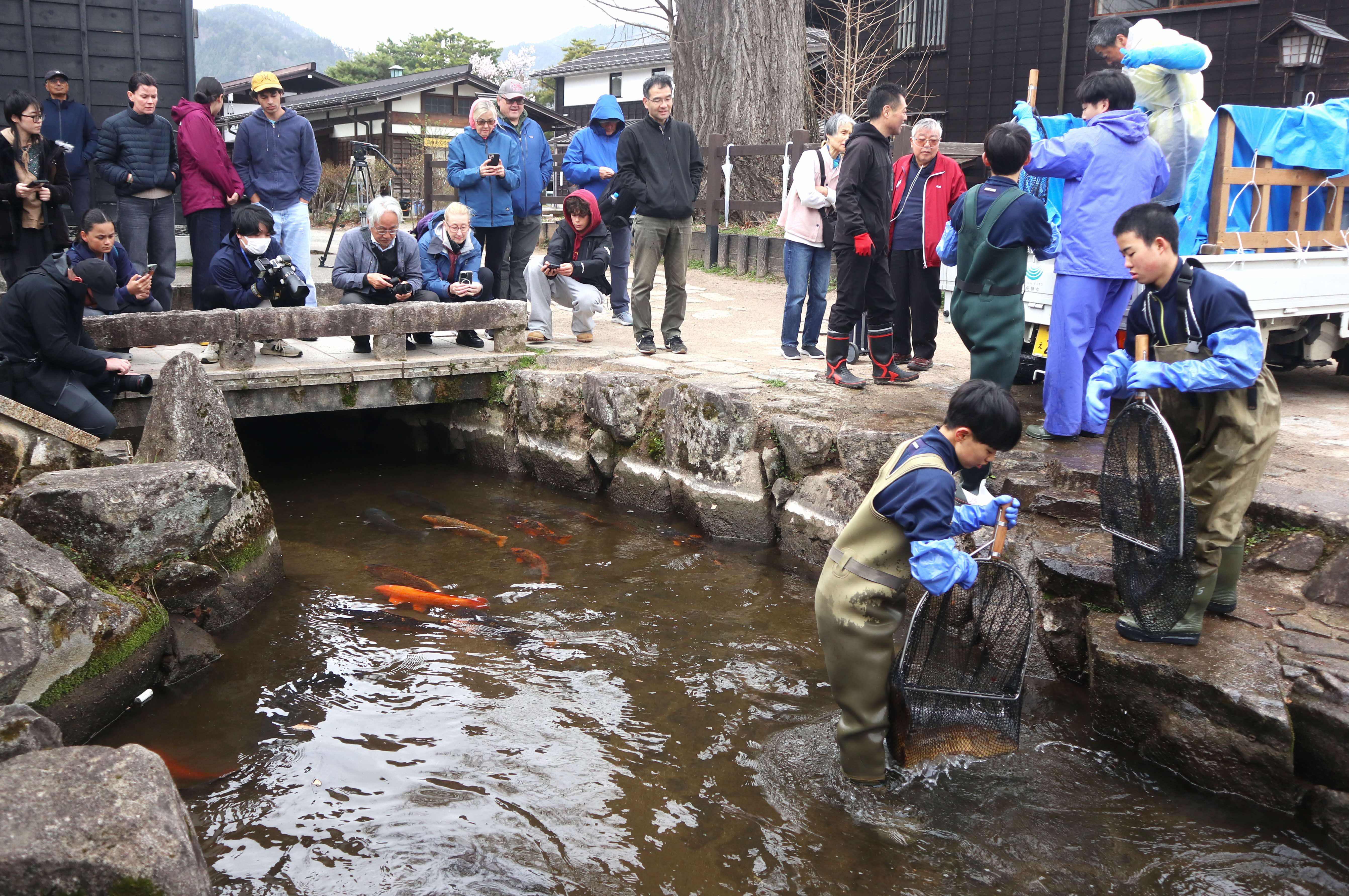 春の風物詩「瀬戸川の鯉の引っ越し」が行われました