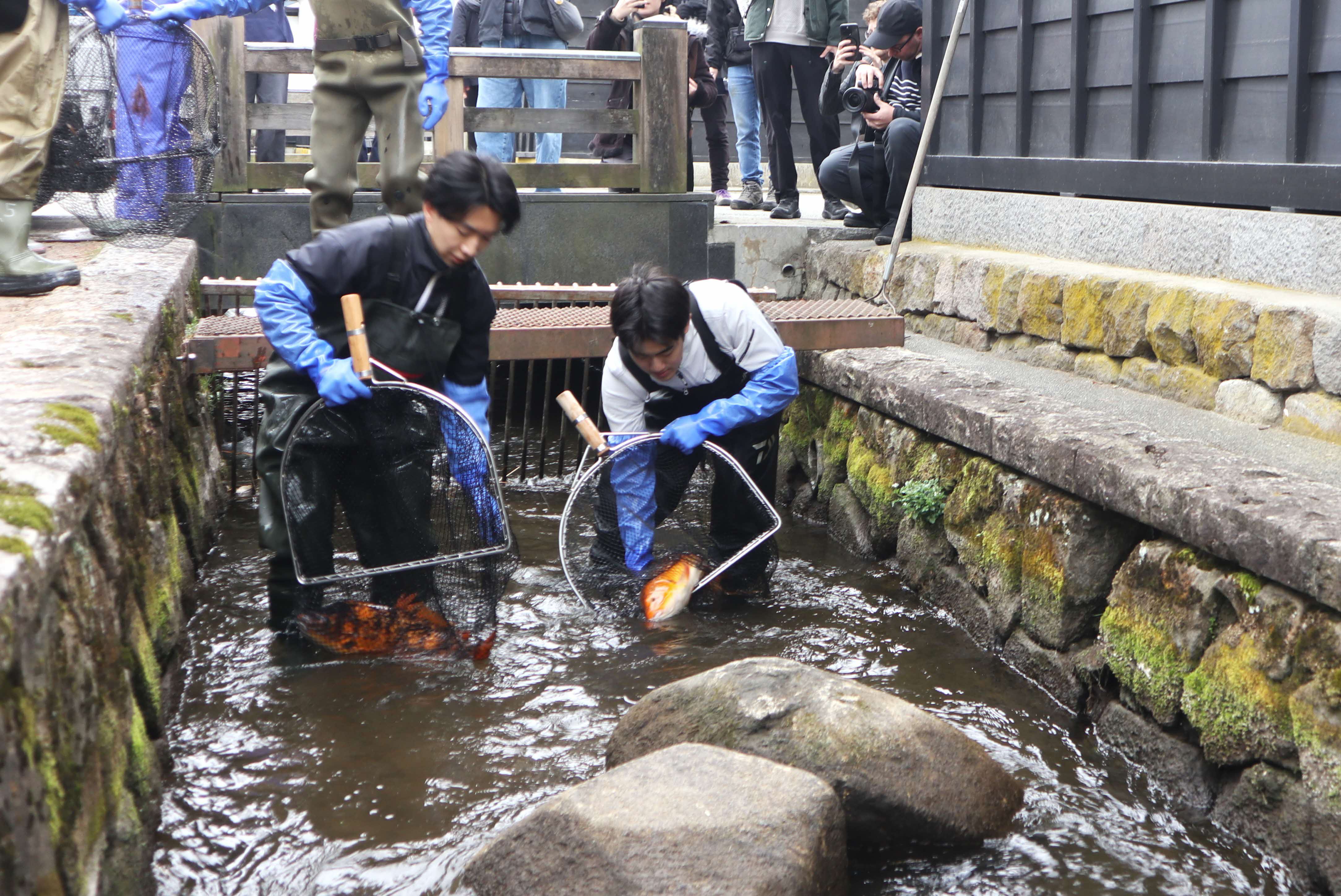 春の風物詩「瀬戸川の鯉の引っ越し」が行われました