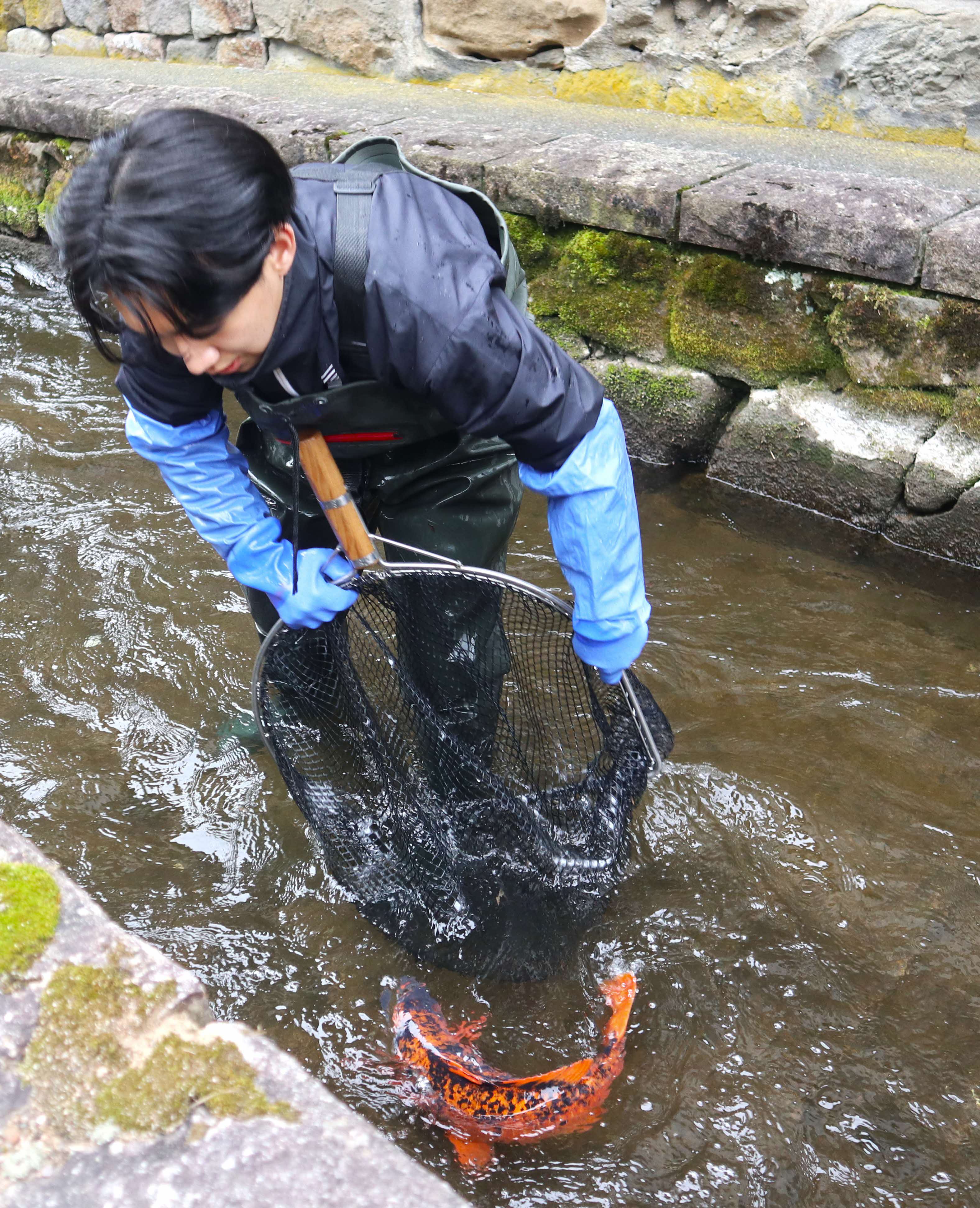 春の風物詩「瀬戸川の鯉の引っ越し」が行われました