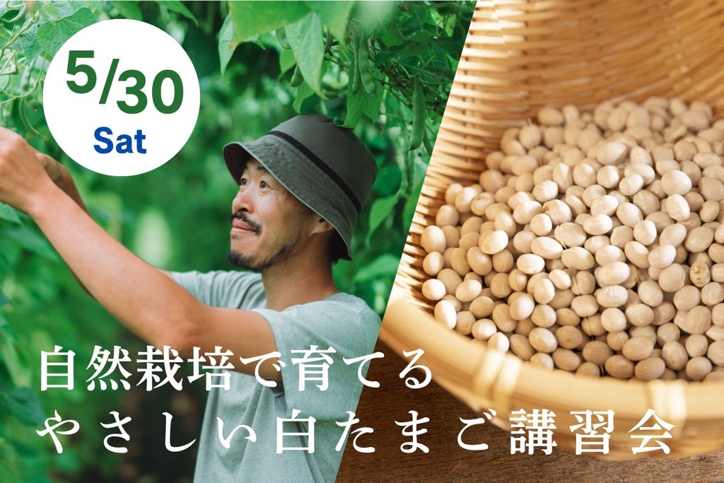 白たまご