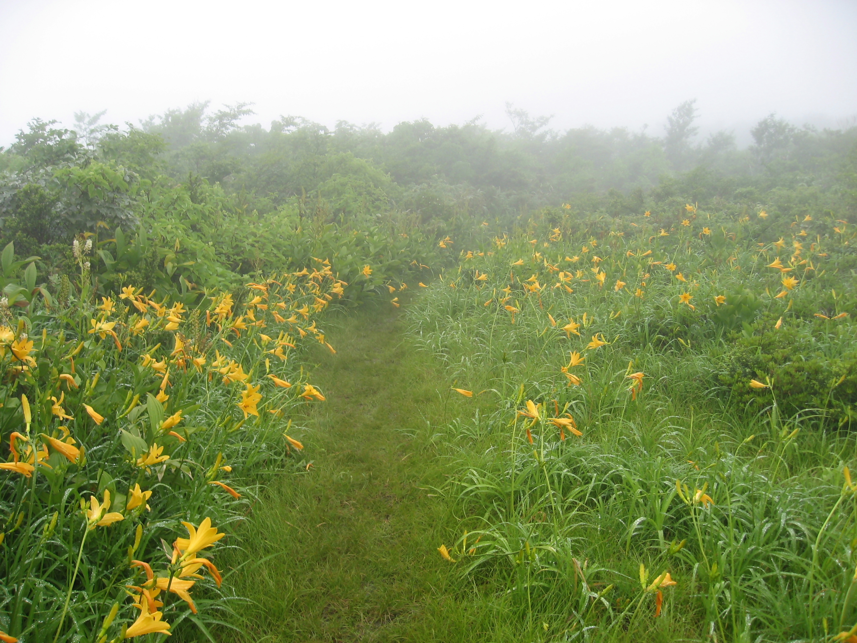 【市民掲示板】小白木峰登山~のんびり山歩き~