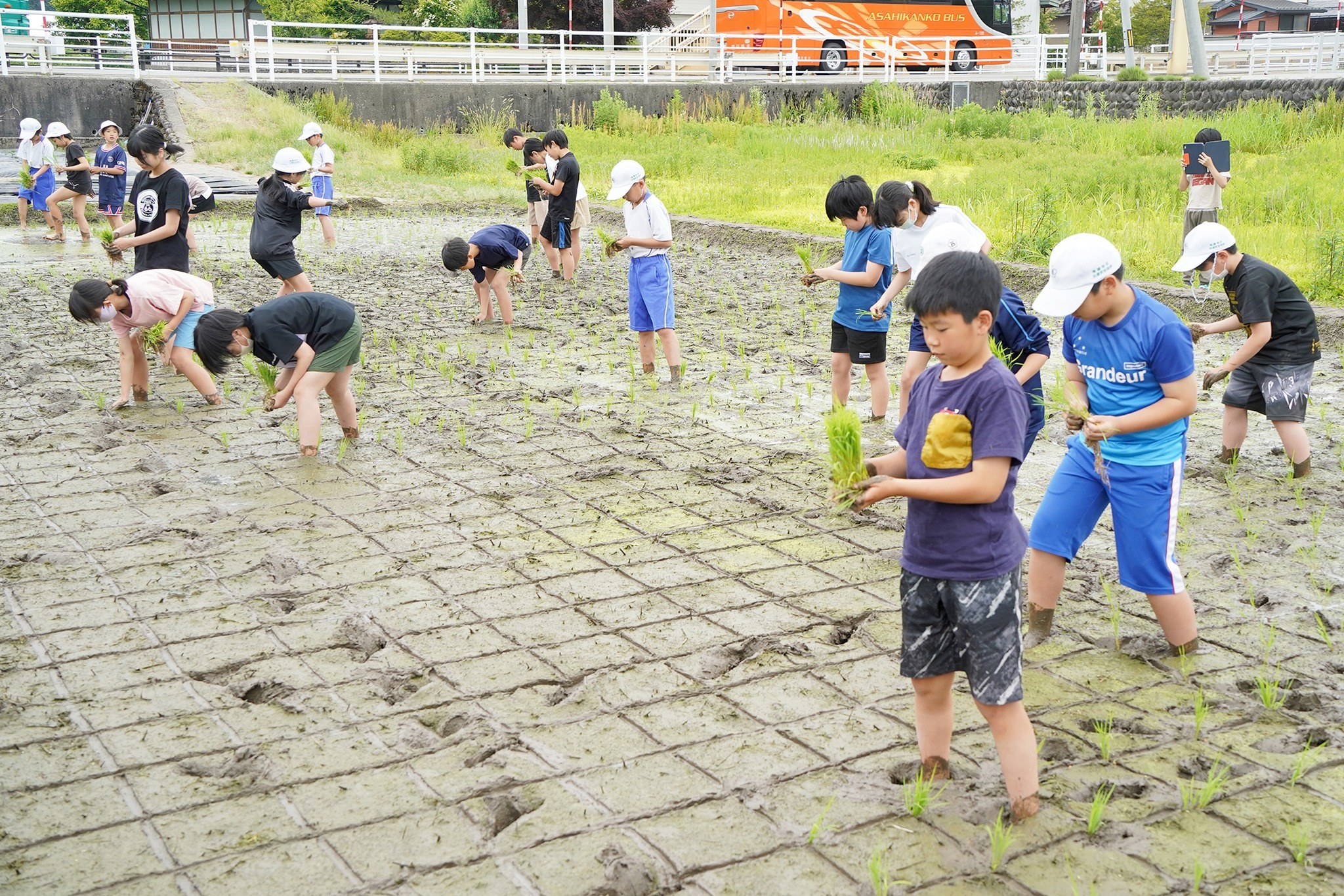  古川西小学校で5年生が田植え体験