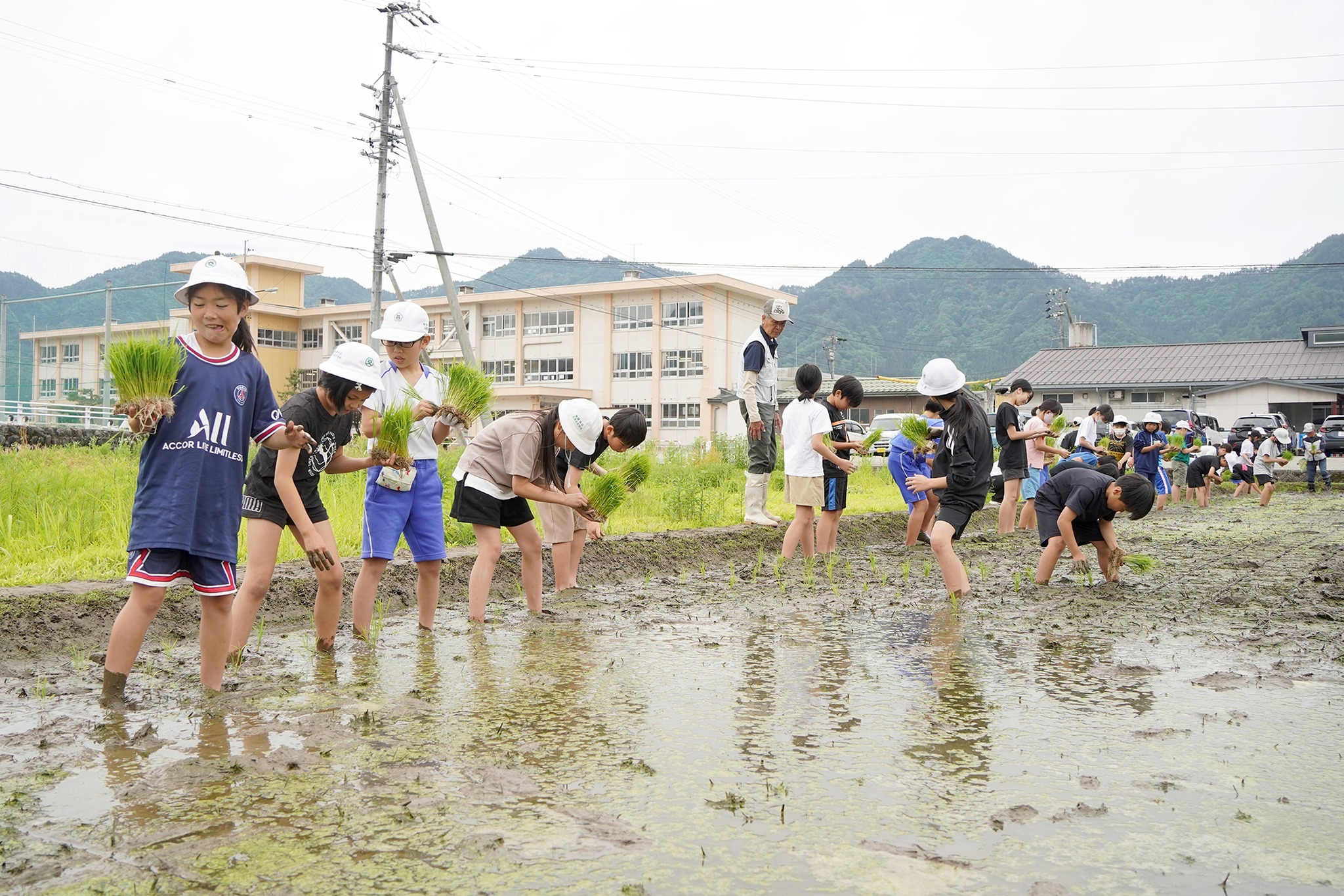  古川西小学校で5年生が田植え体験