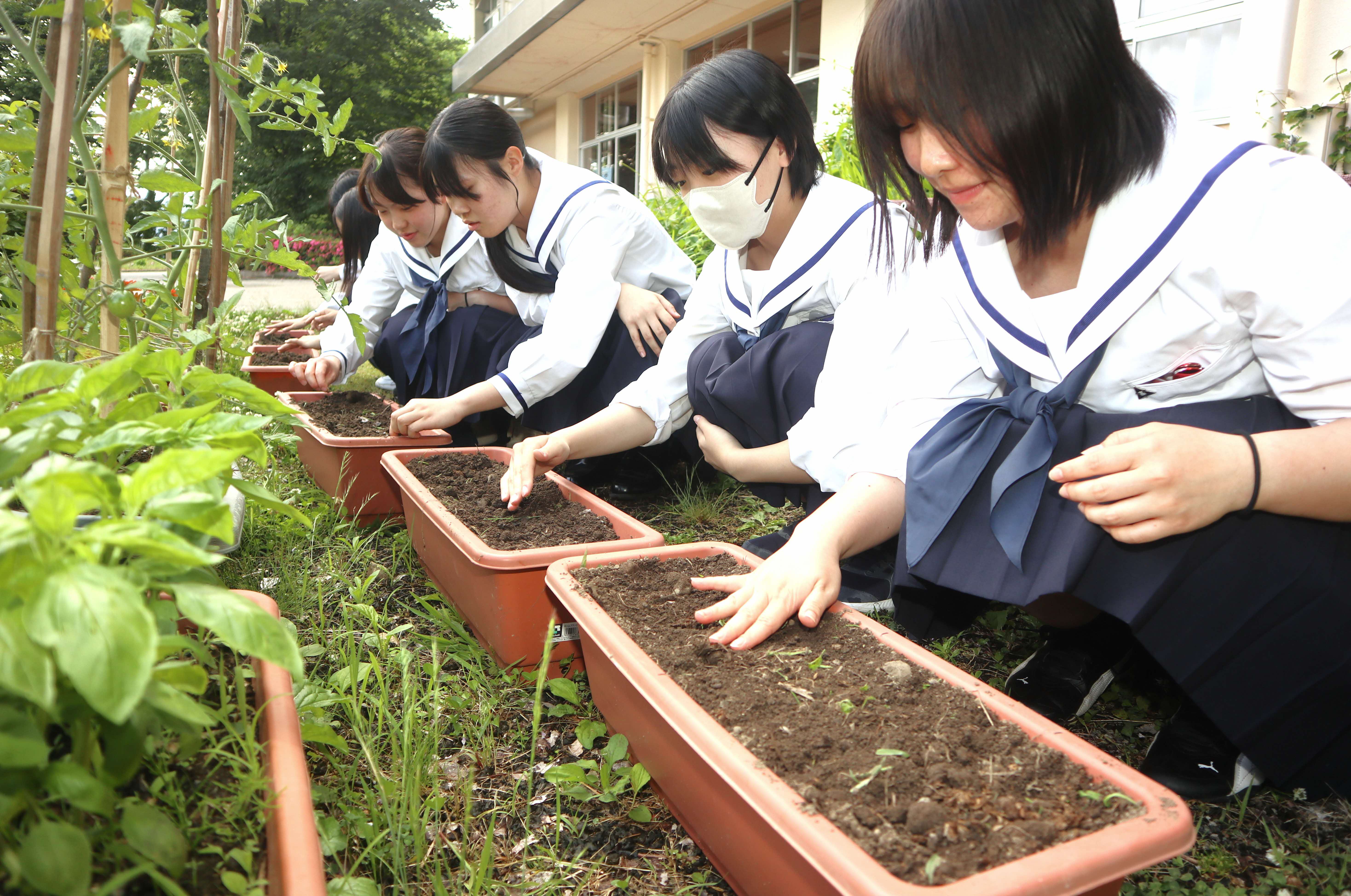 認知症に理解を。吉城高華道部がキバナコスモス種まき会を実施