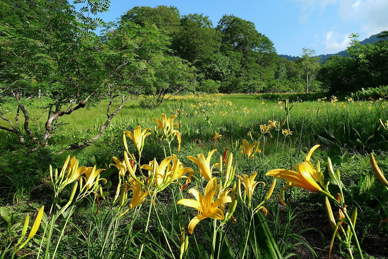 【市民掲示板】がんばらない山歩き～秘境をガイドと歩き感じる、天生湿原と巨樹の森～