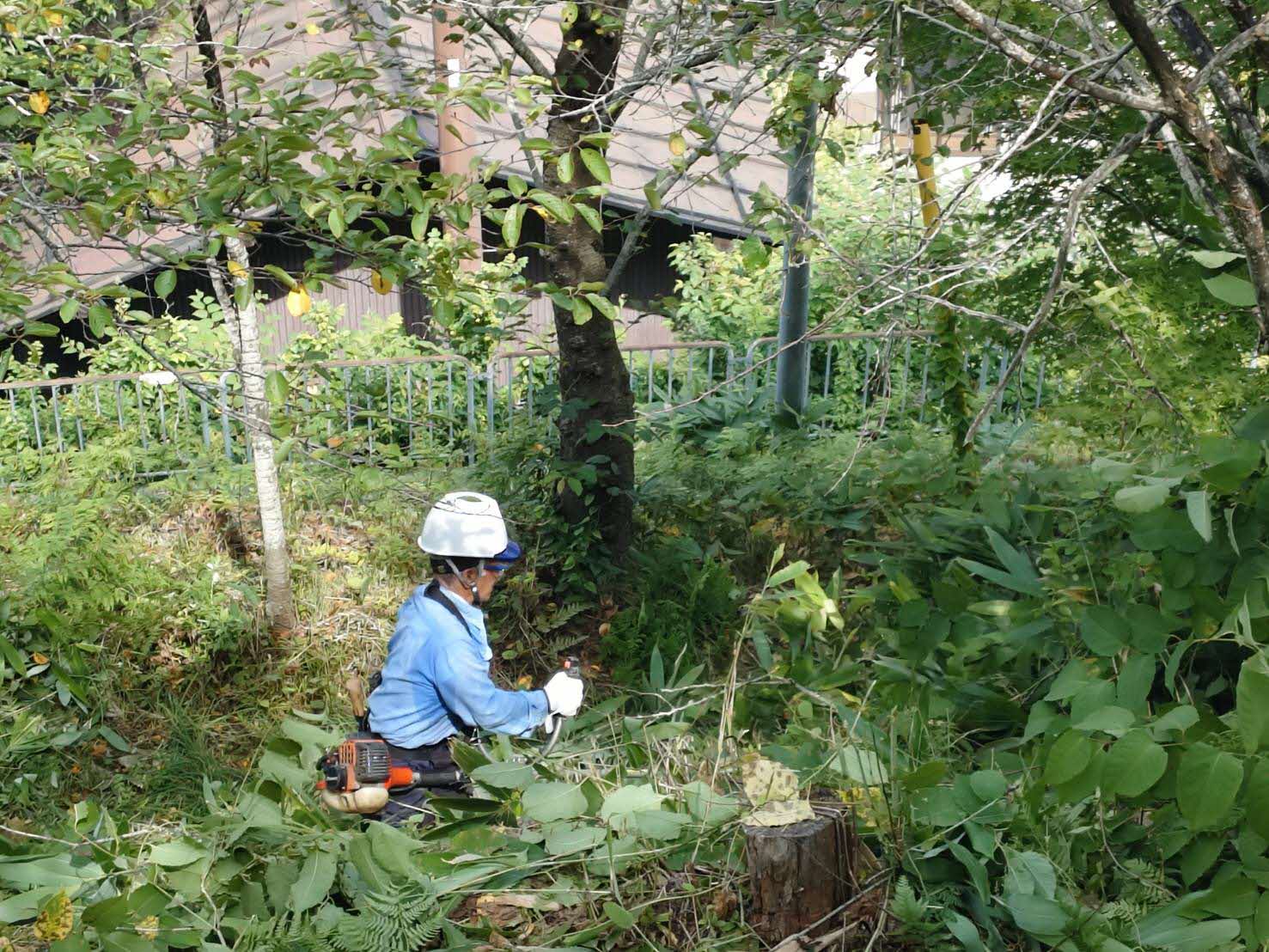 樹の根本