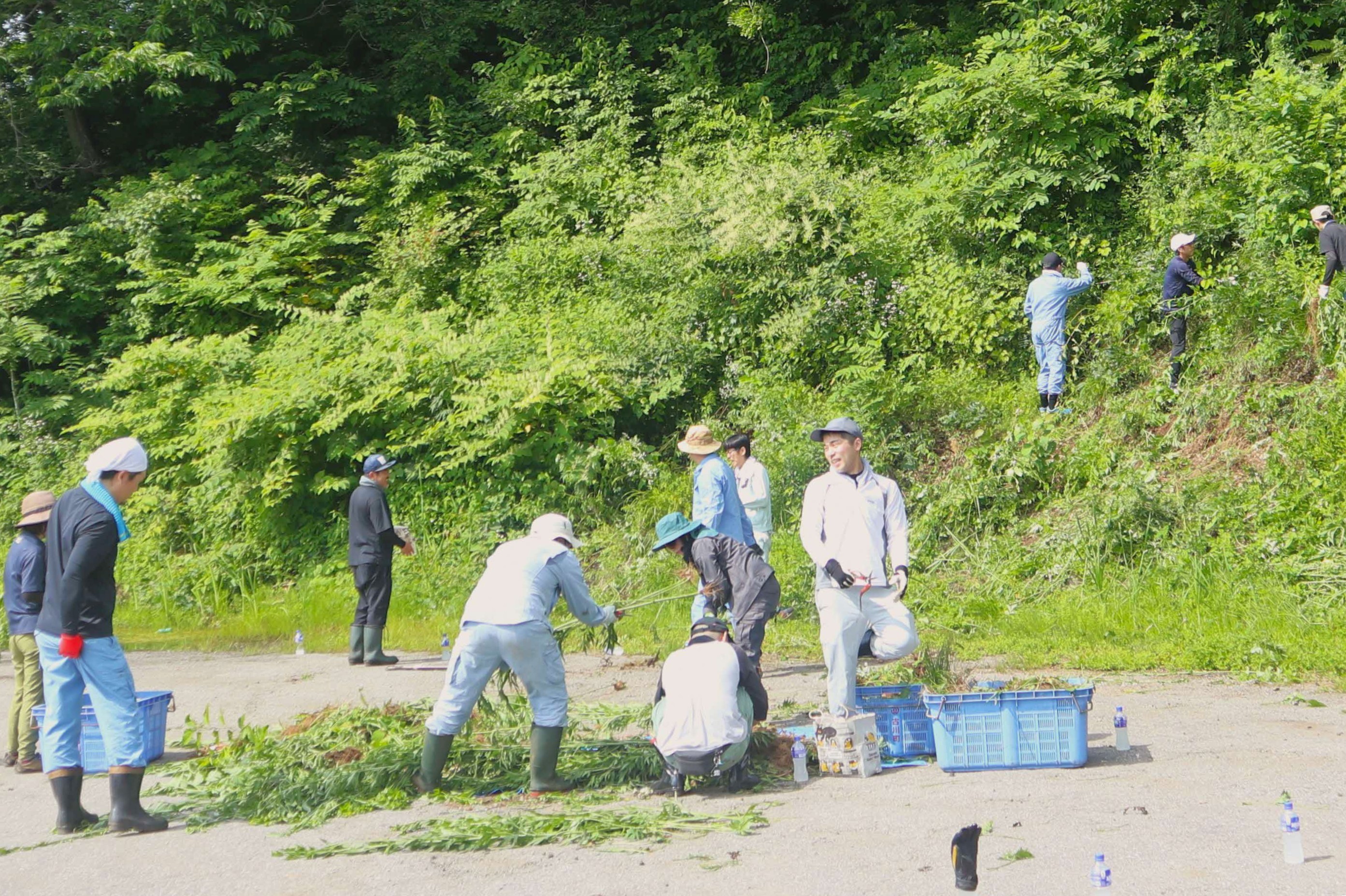 連合岐阜・飛騨地協が外来種オオハンゴンソウの防除作業を実施しました