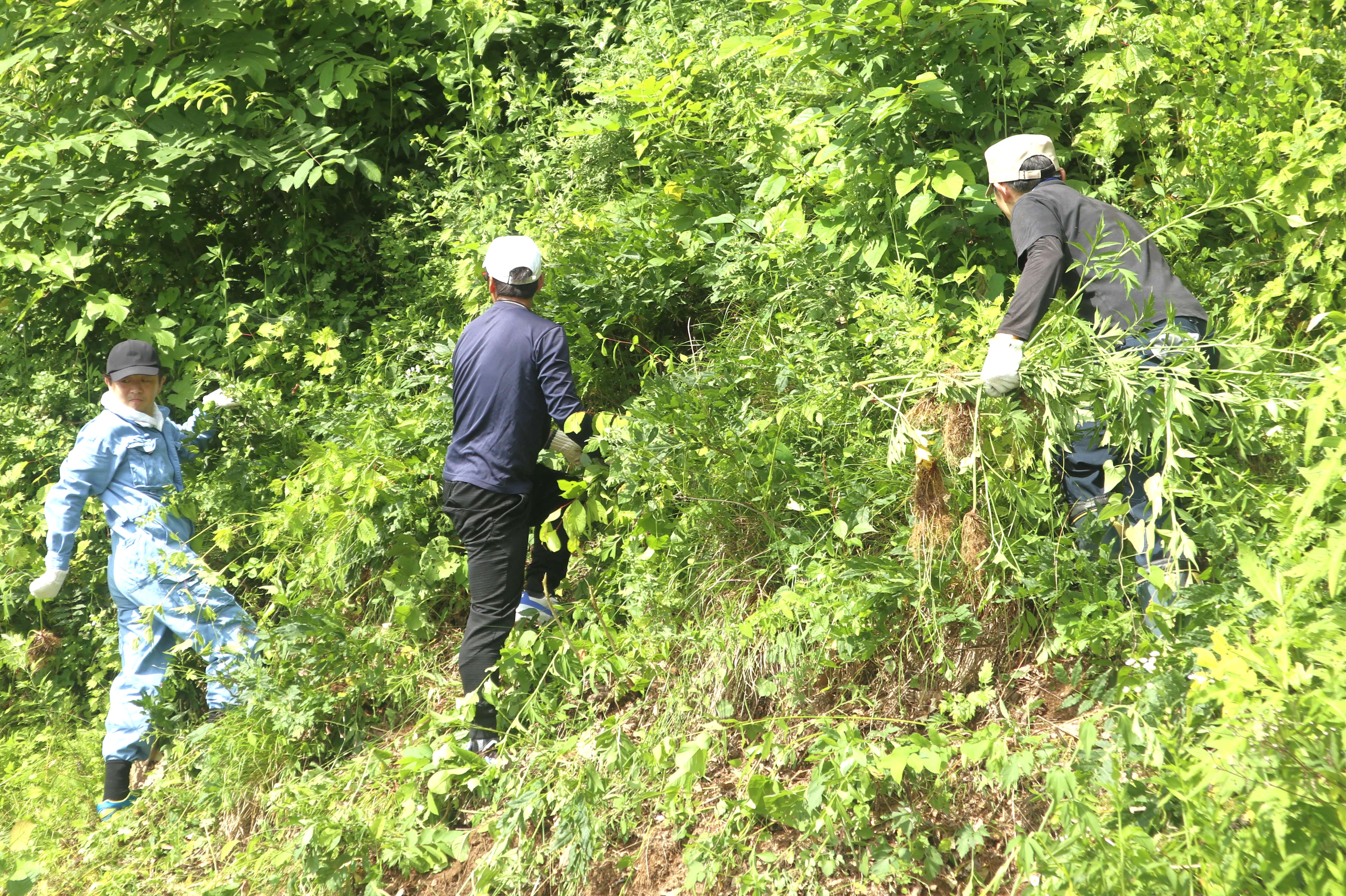 連合岐阜・飛騨地協が外来種オオハンゴンソウの防除作業を実施しました